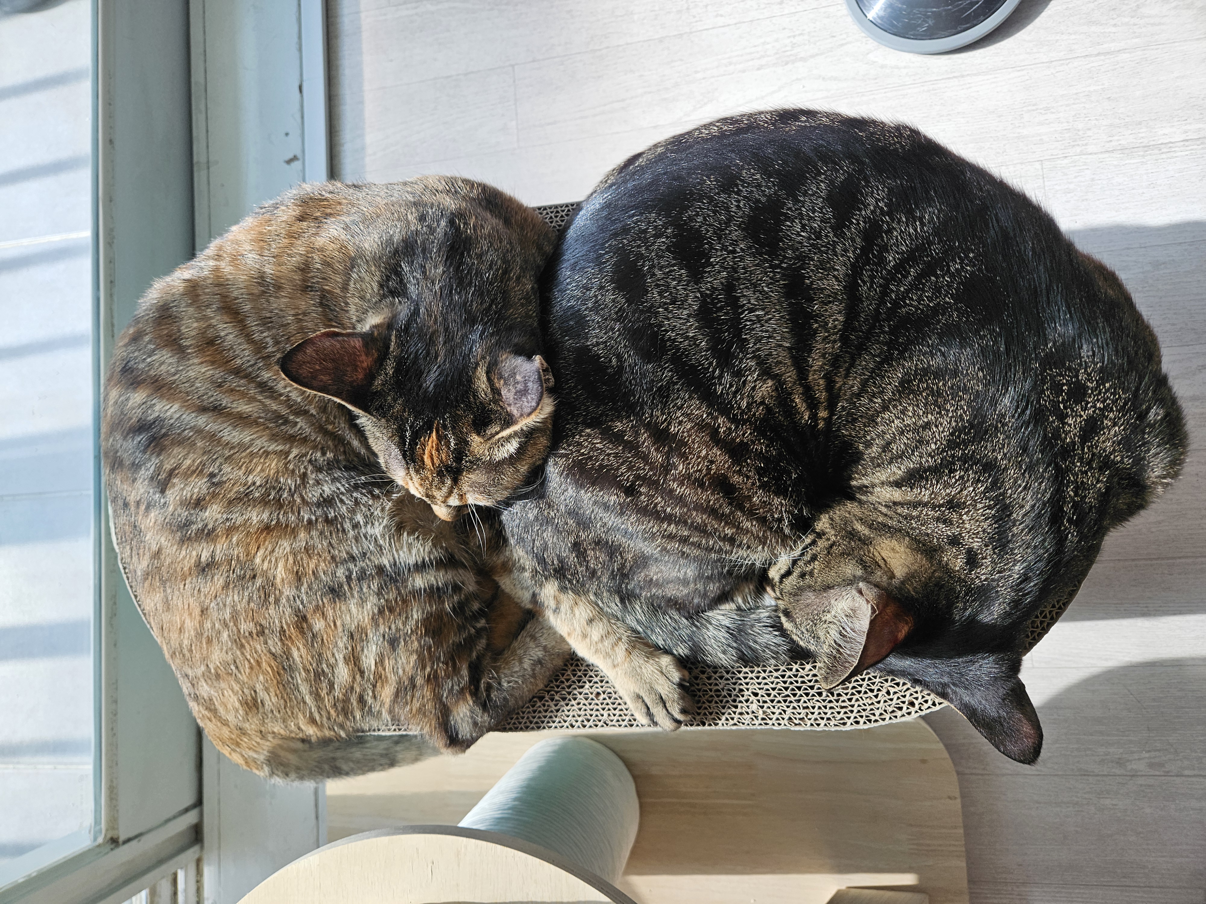 나린이(현 다미) 입양 2년차 후기