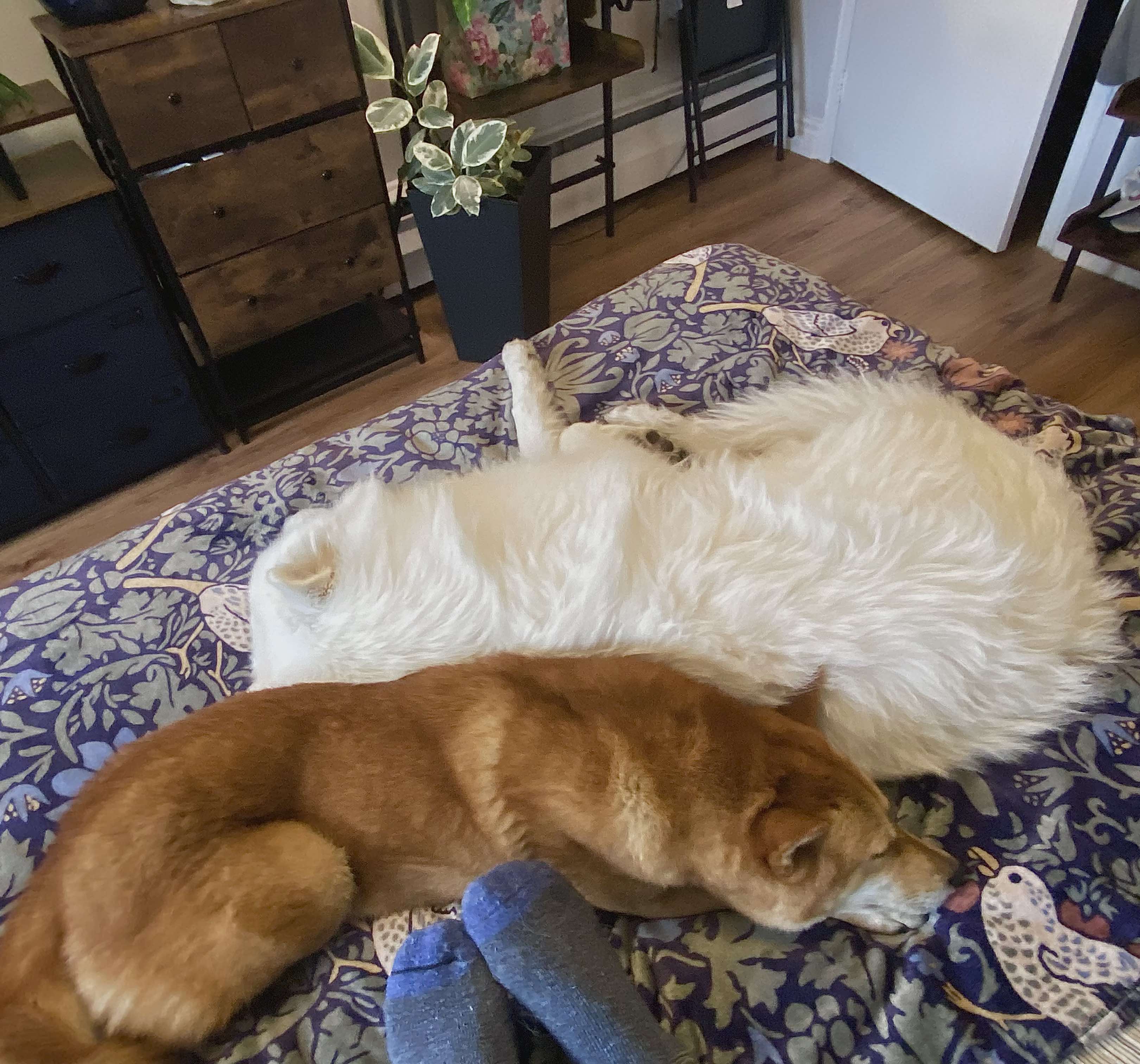 [해외입양] 캐나다 몬트리올에서 전해온 '삼금이' 소식💌