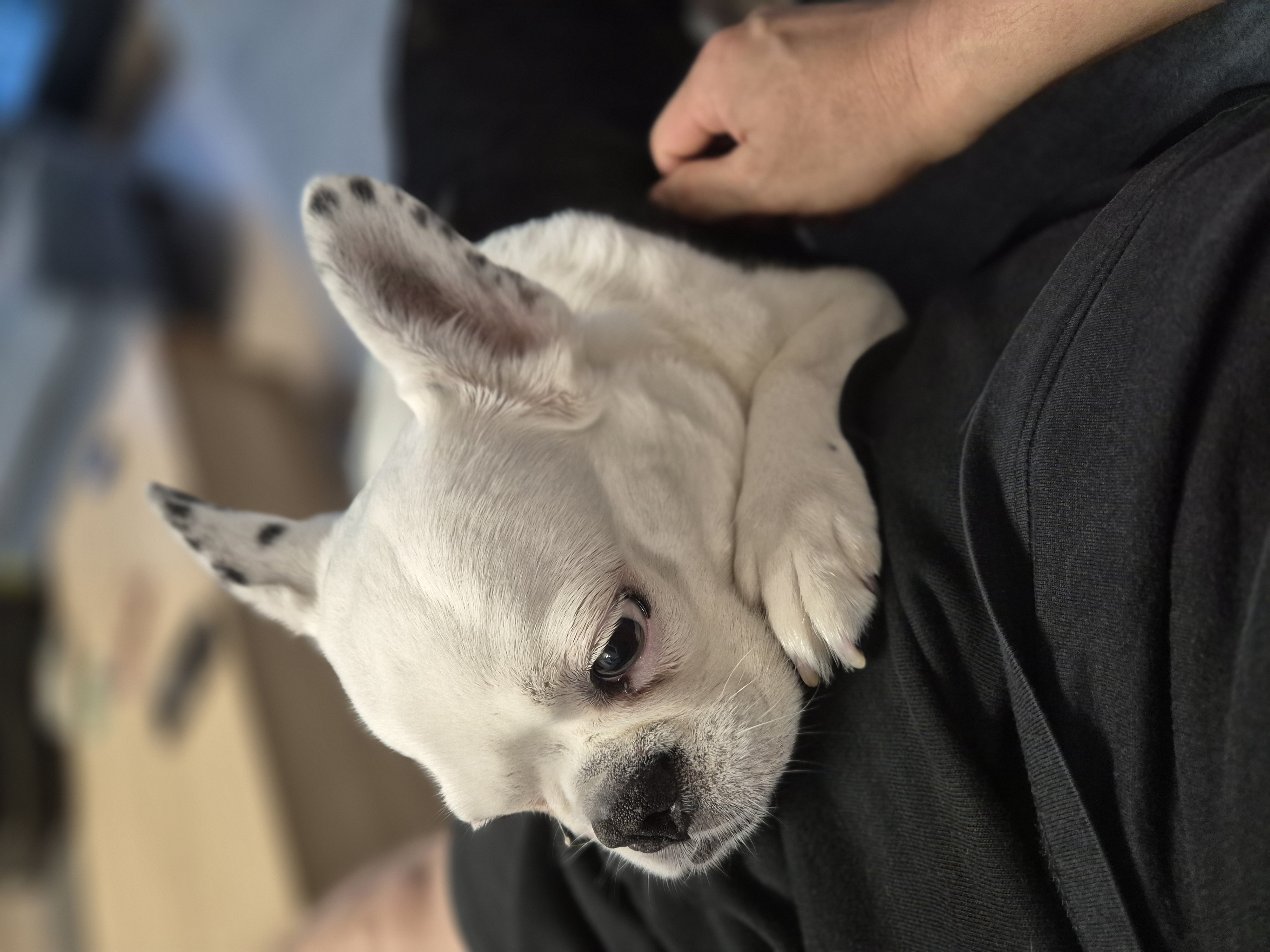 애둥이 근황