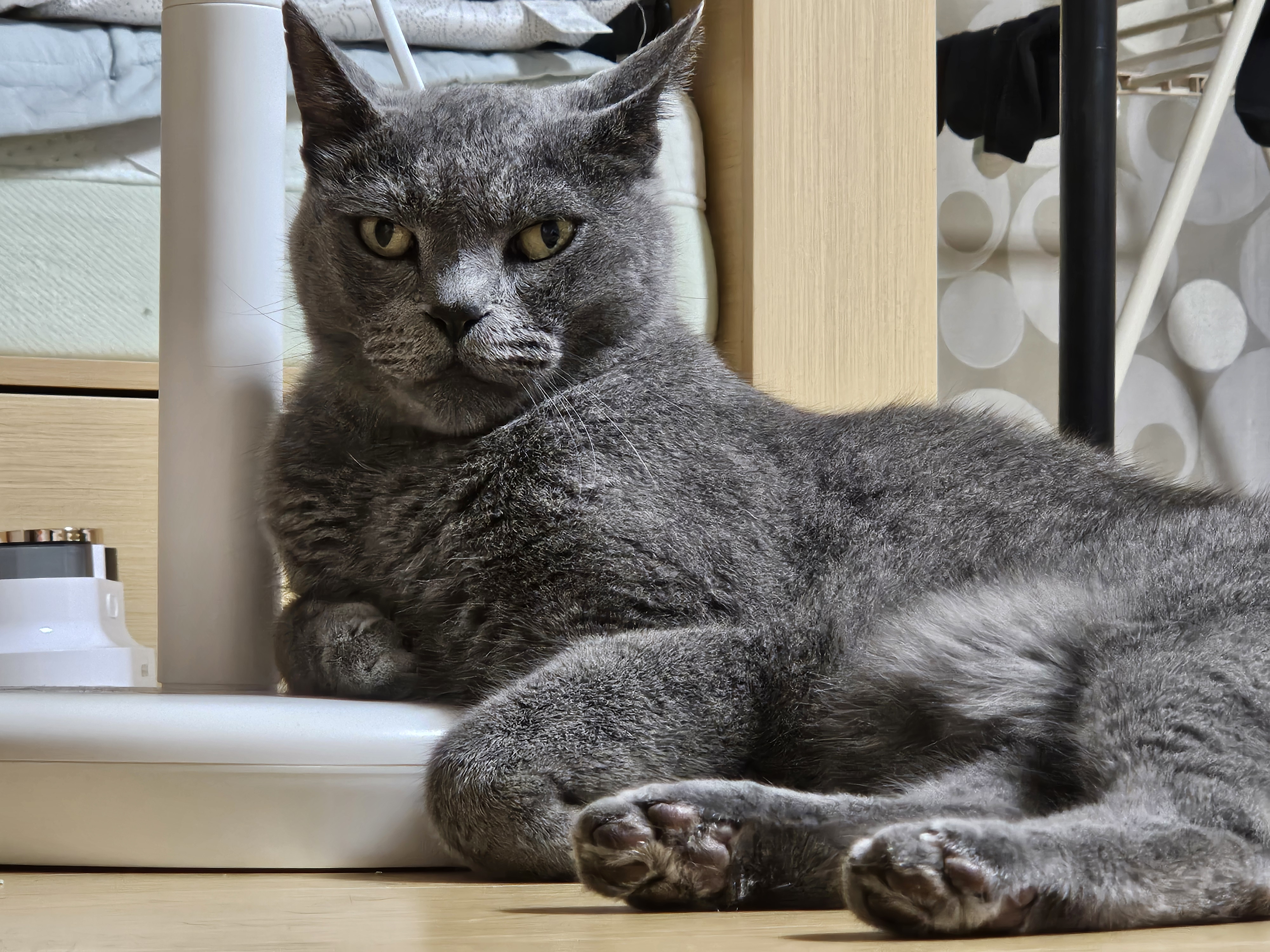 페이(구 페퍼) 입양 1주차 후기