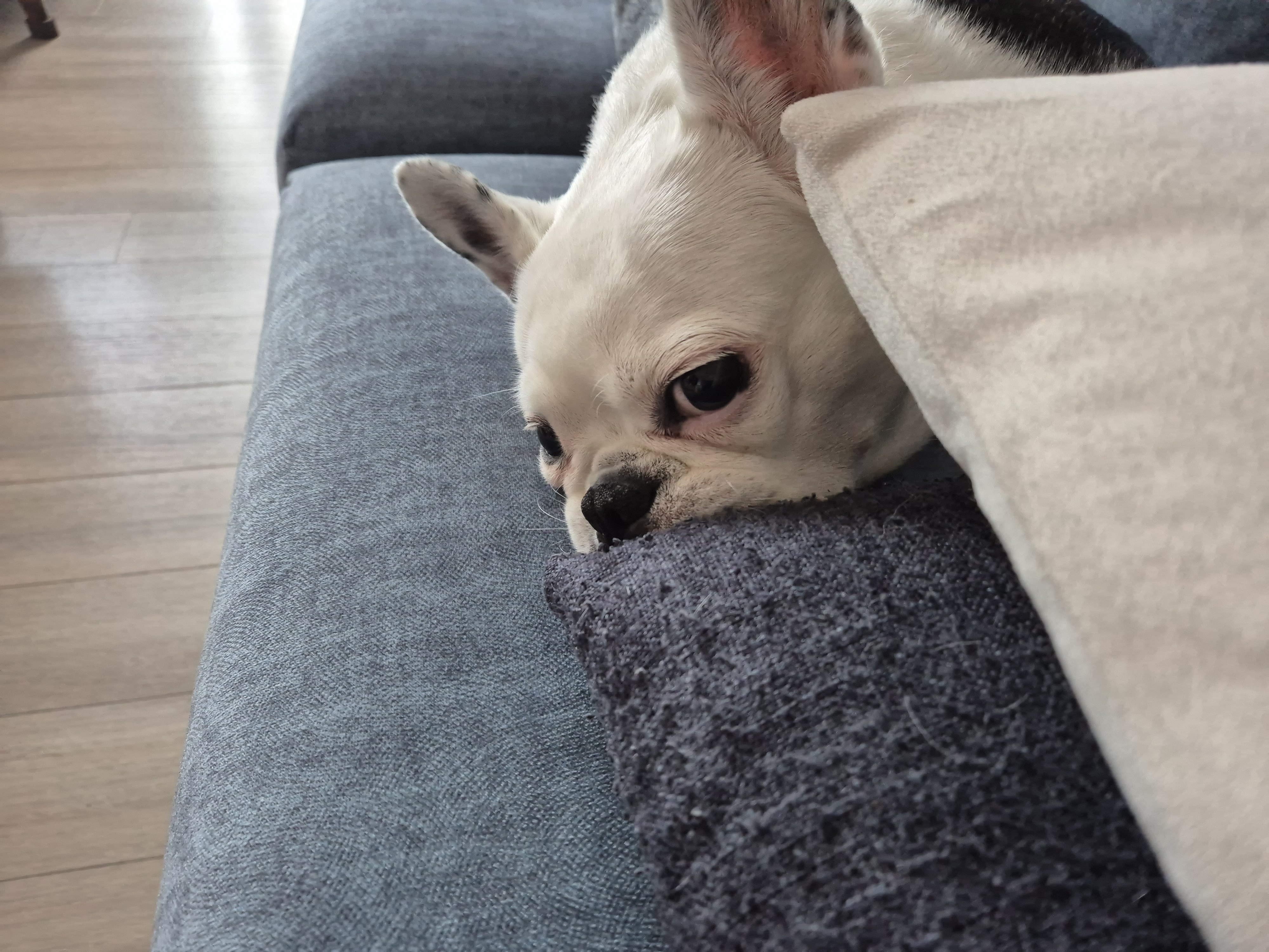 애둥이 근황^^ 오랜만이네요.