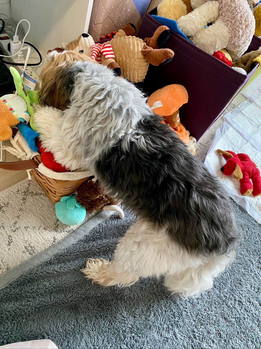 [해외입양] 캐나다 밴쿠버에서 전해온 '다정이' 소식💌