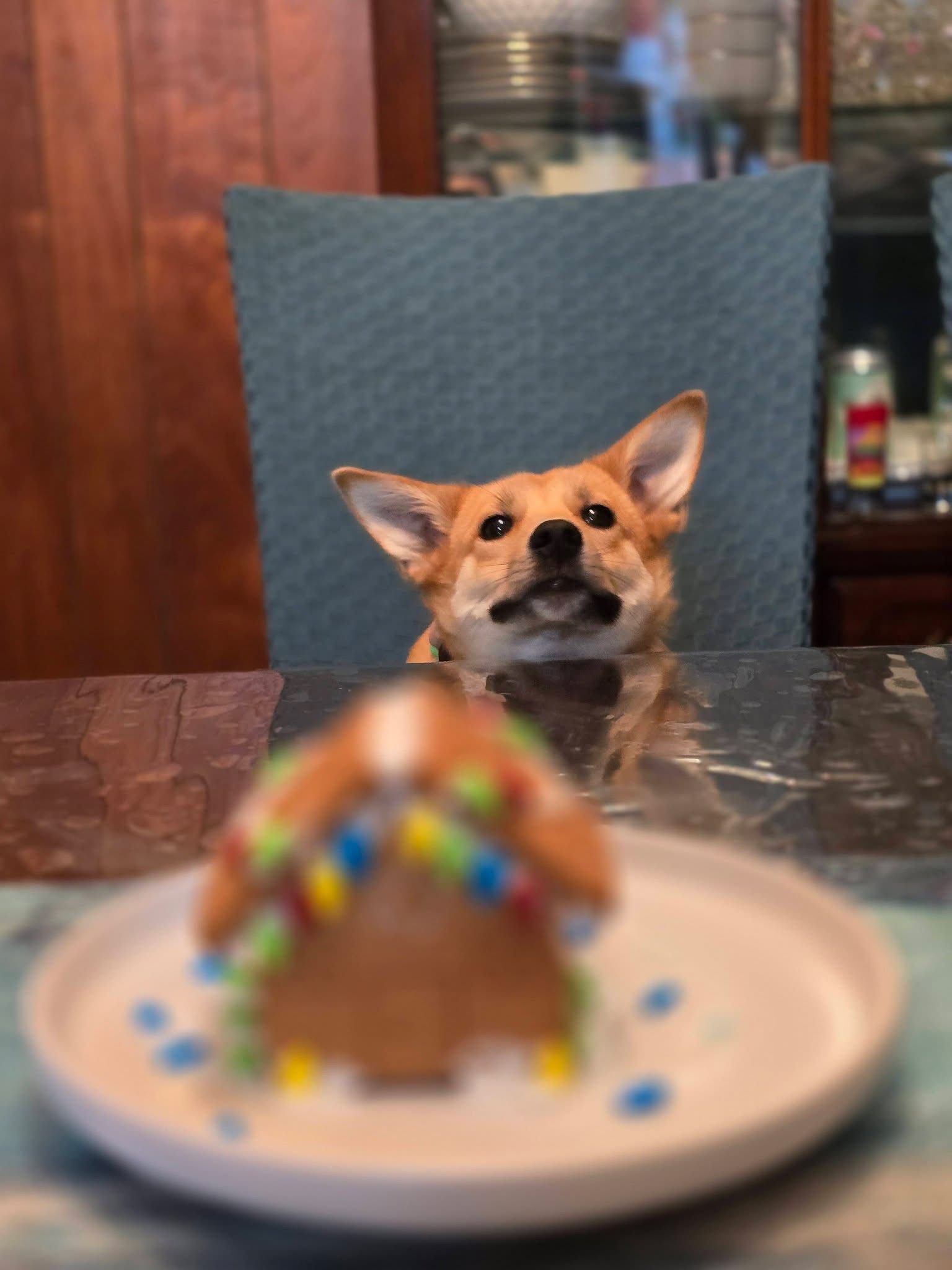 [해외입양] 캐나다 밴쿠버에서 전해온 '모나' 소식💌