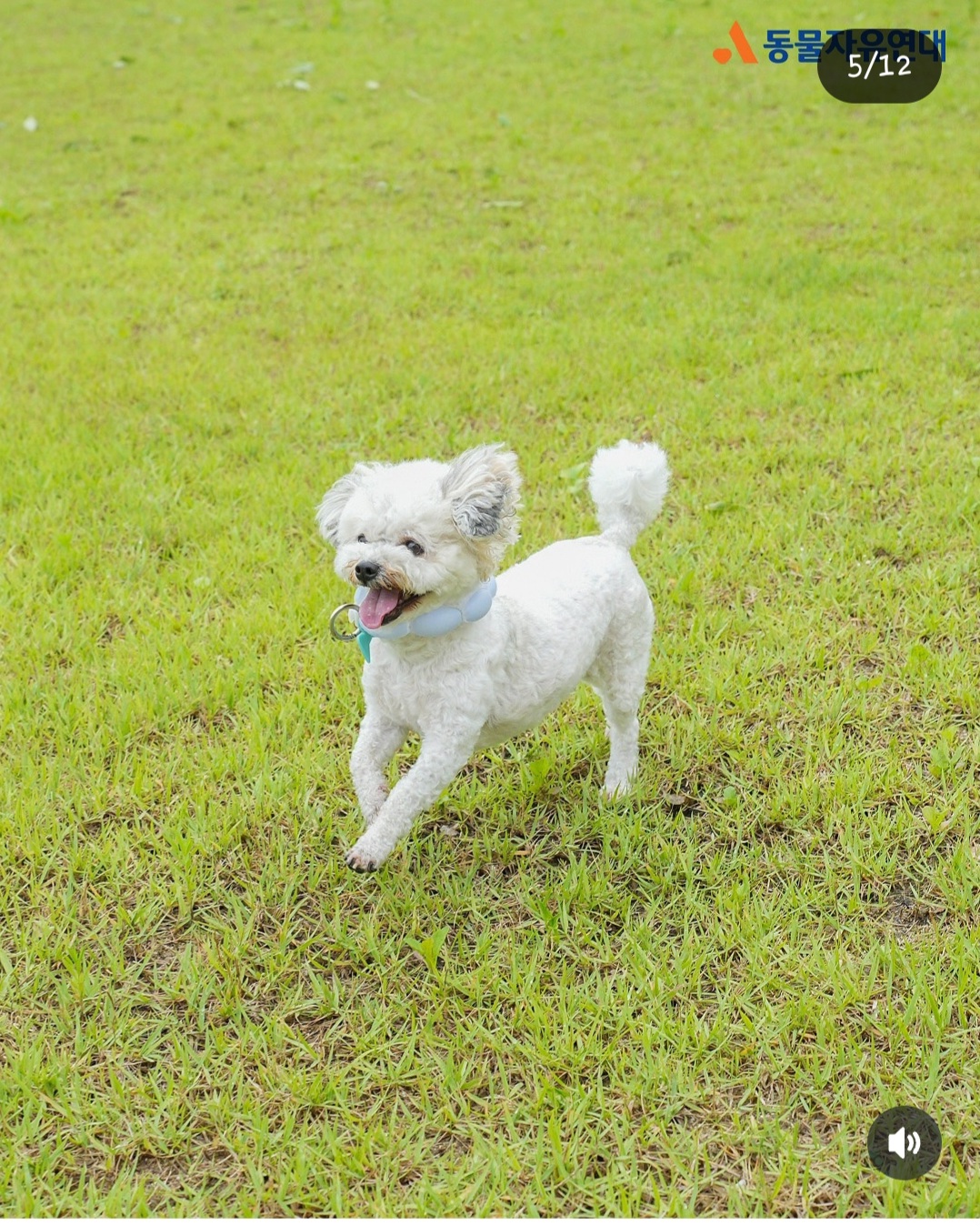 알록이(미소)입양2주년