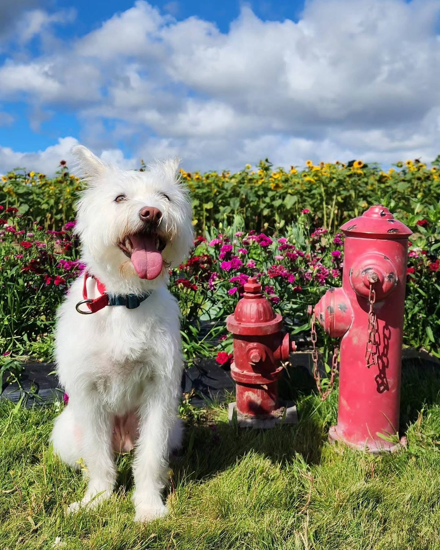 [해외입양] 캐나다 토론에서 전해온 '백이' 소식💌