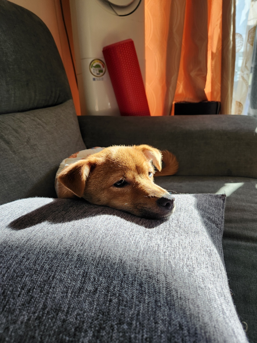 5개월차 입양후기 (구 더더 현 여명)