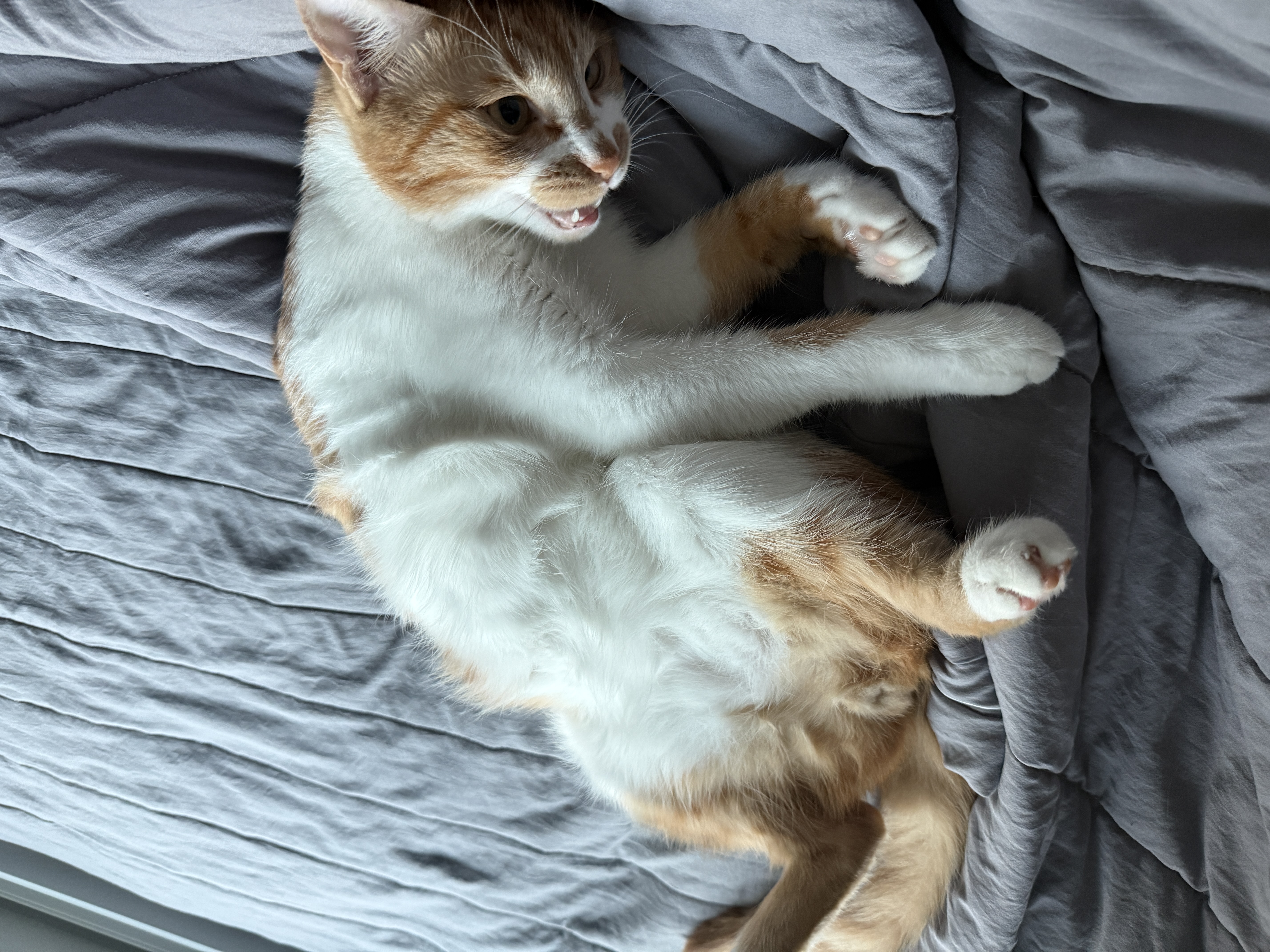 달콩이(구 달봉이) 입양 1년 후기🦁