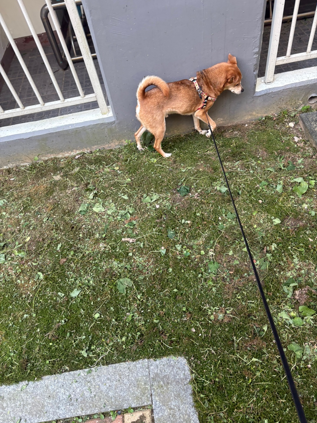 다온이 소식요~