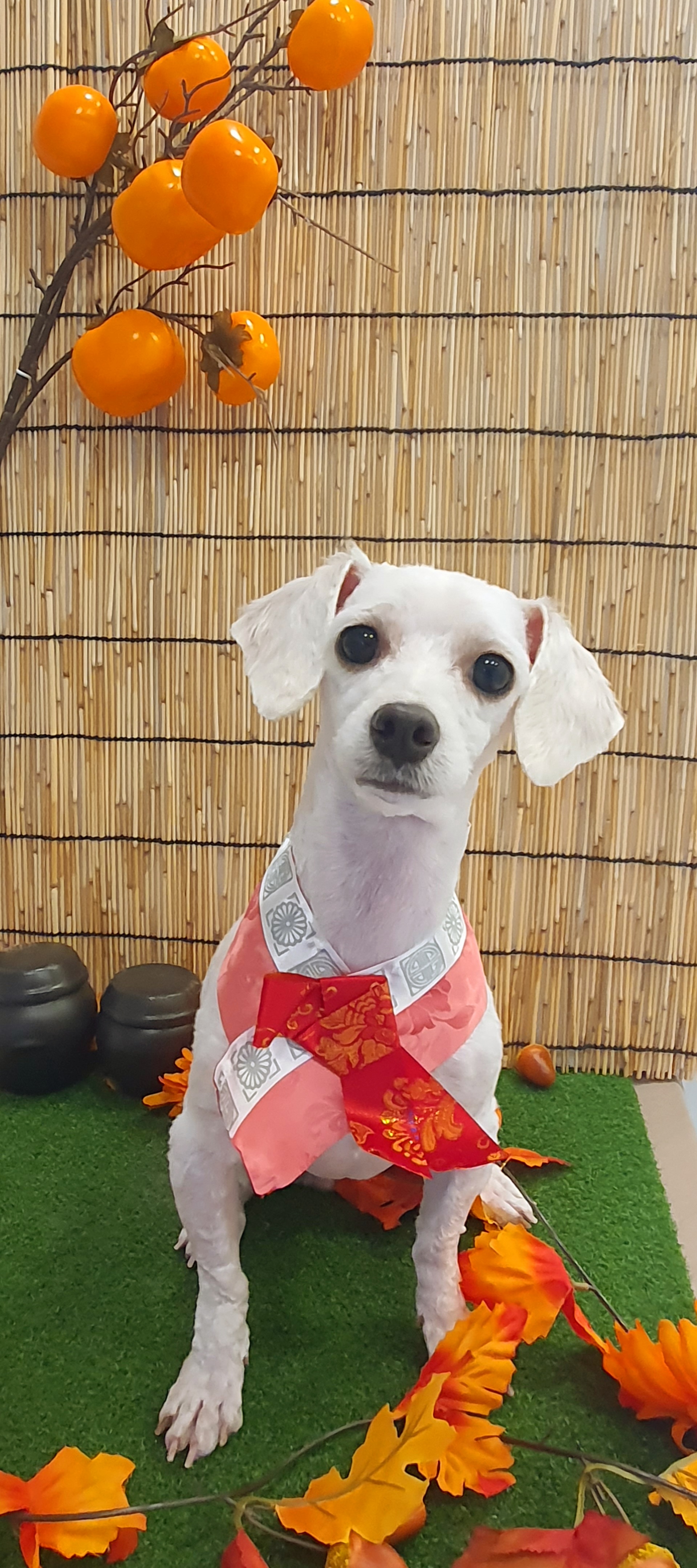 가족이된지1년되는날바람이네입니다.♡ 