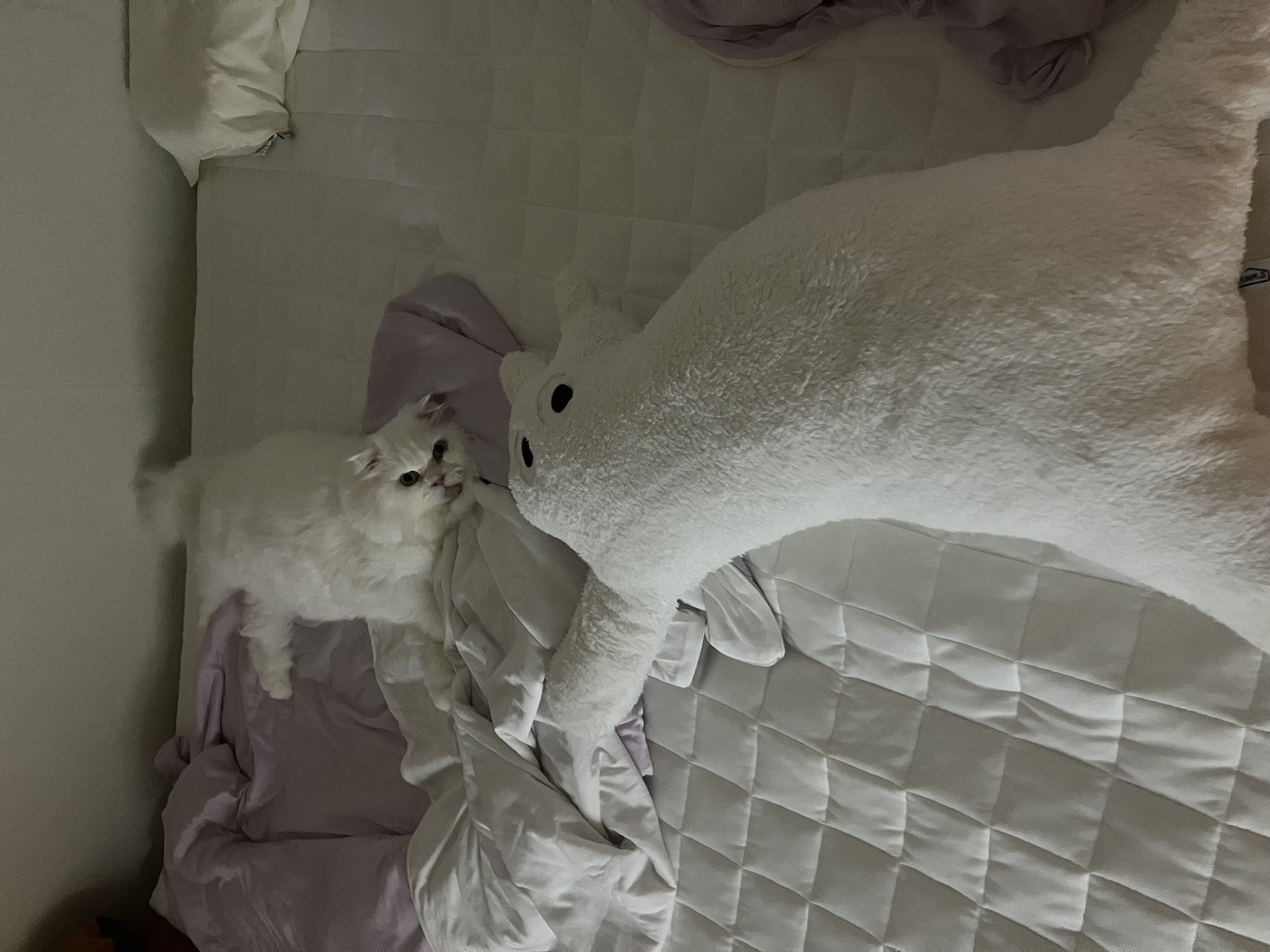 샤브(퉁퉁이)와의 1년