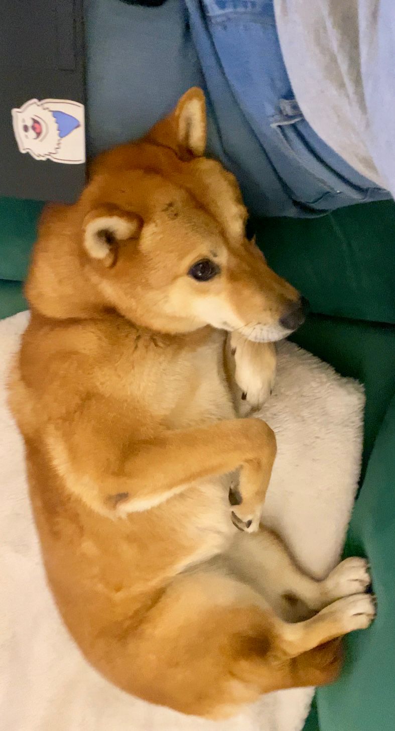 [해외입양] 캐나다 몬트리올에서 전해온 '삼금이' 소식💌