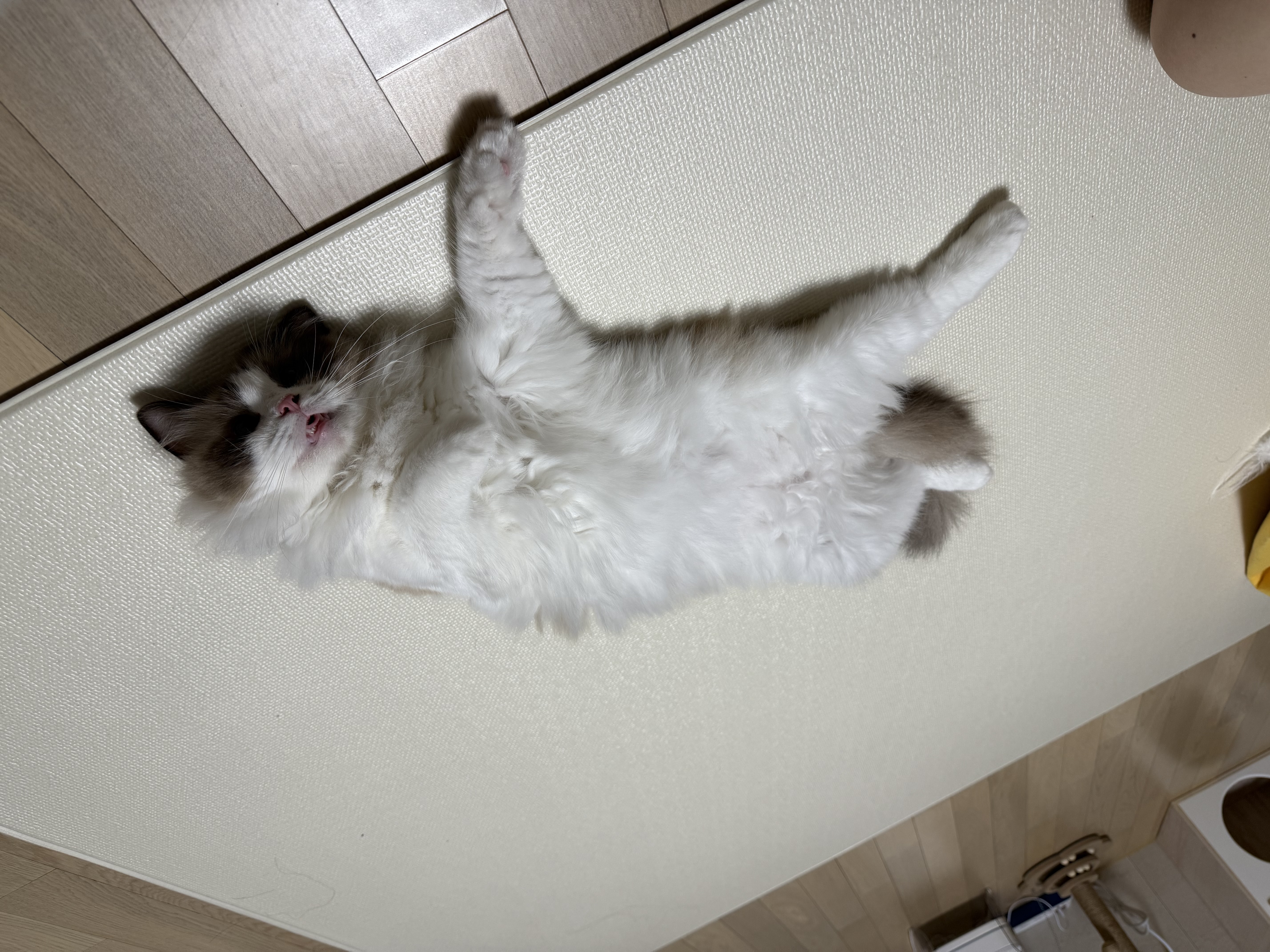 조금 늦은 모모(마찌) 입양 한달차 후기에요