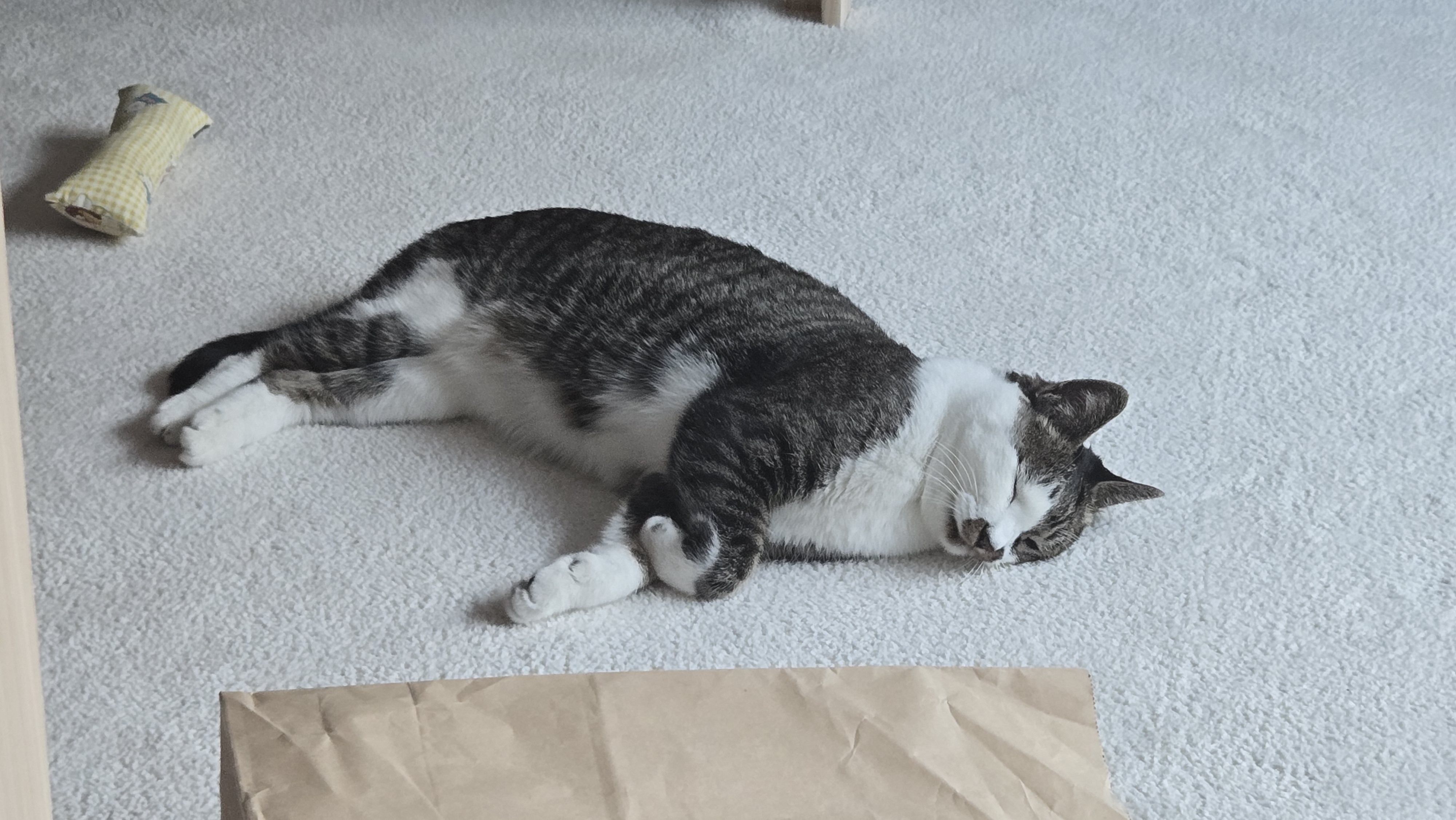 고요 입양전제임보 1개월 후기