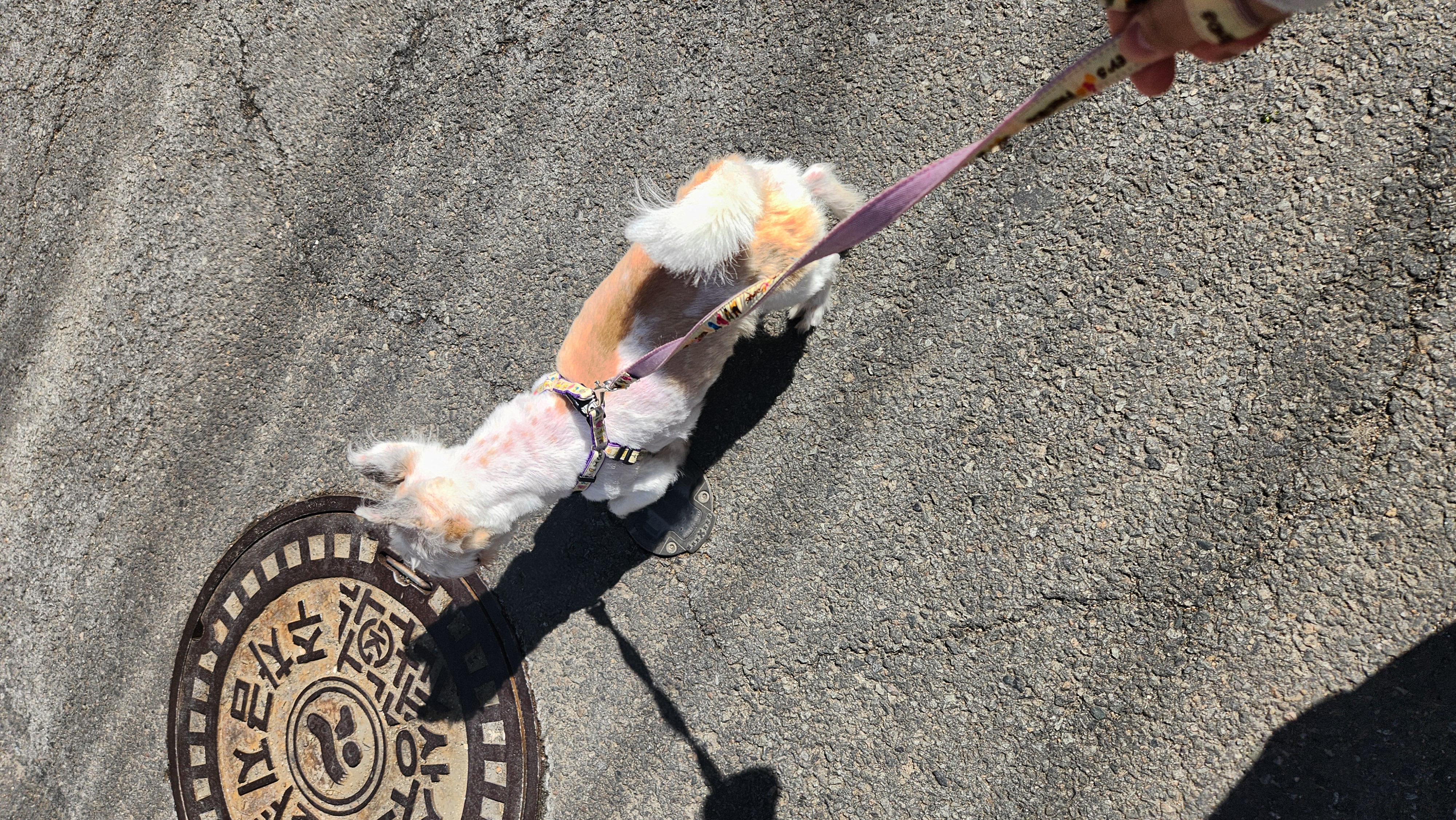 카이를 기억하실까요?