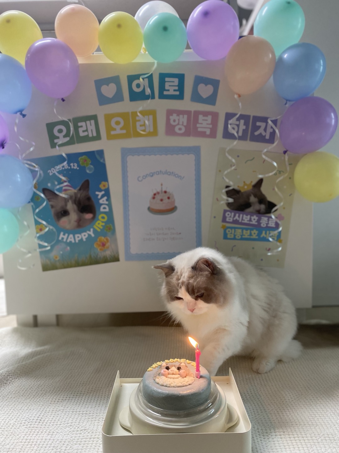 이로(우니) 입양 전제 임시보호 종료 입양 전환