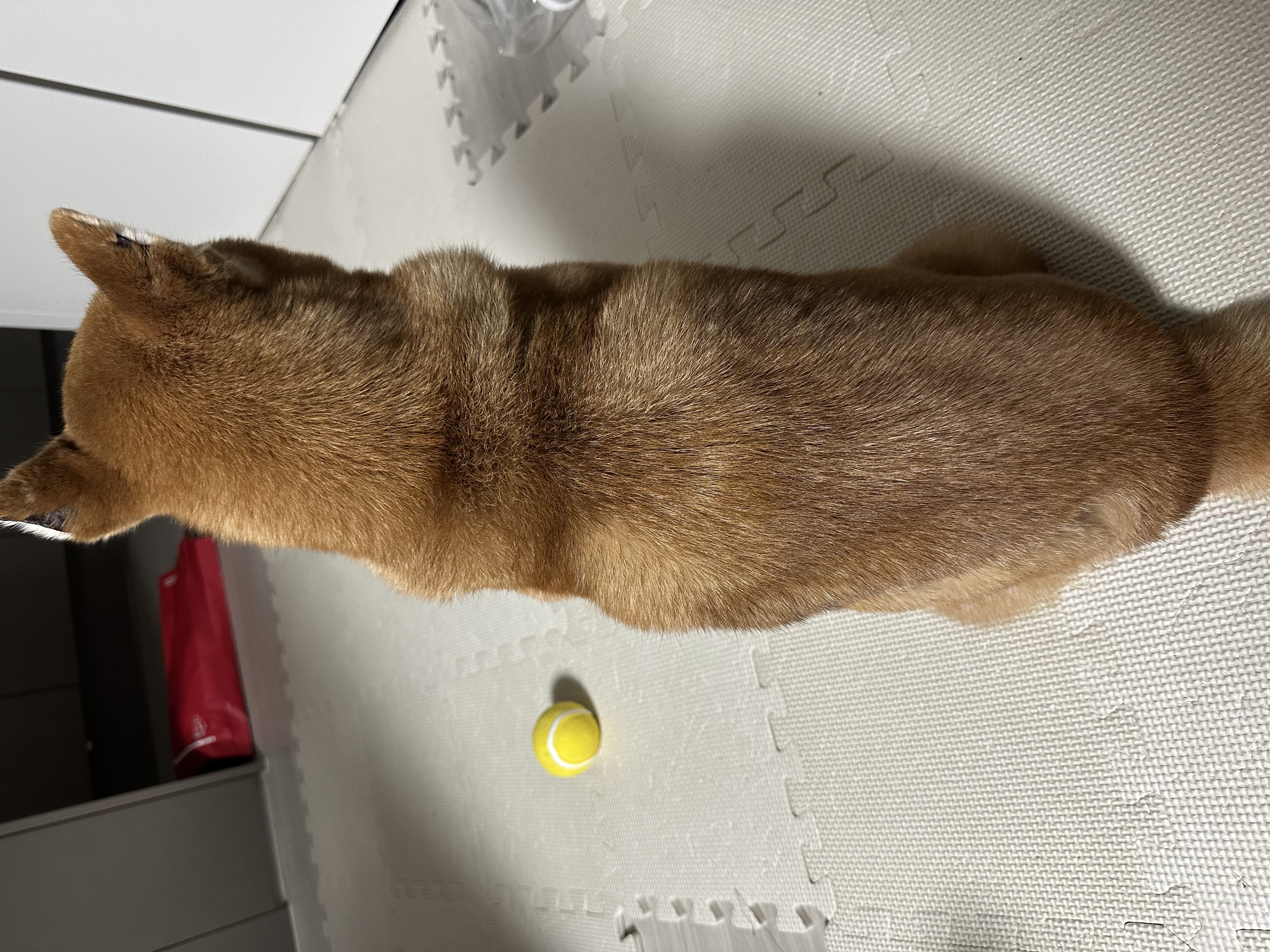 100일기념! 동배 입양 후기!!