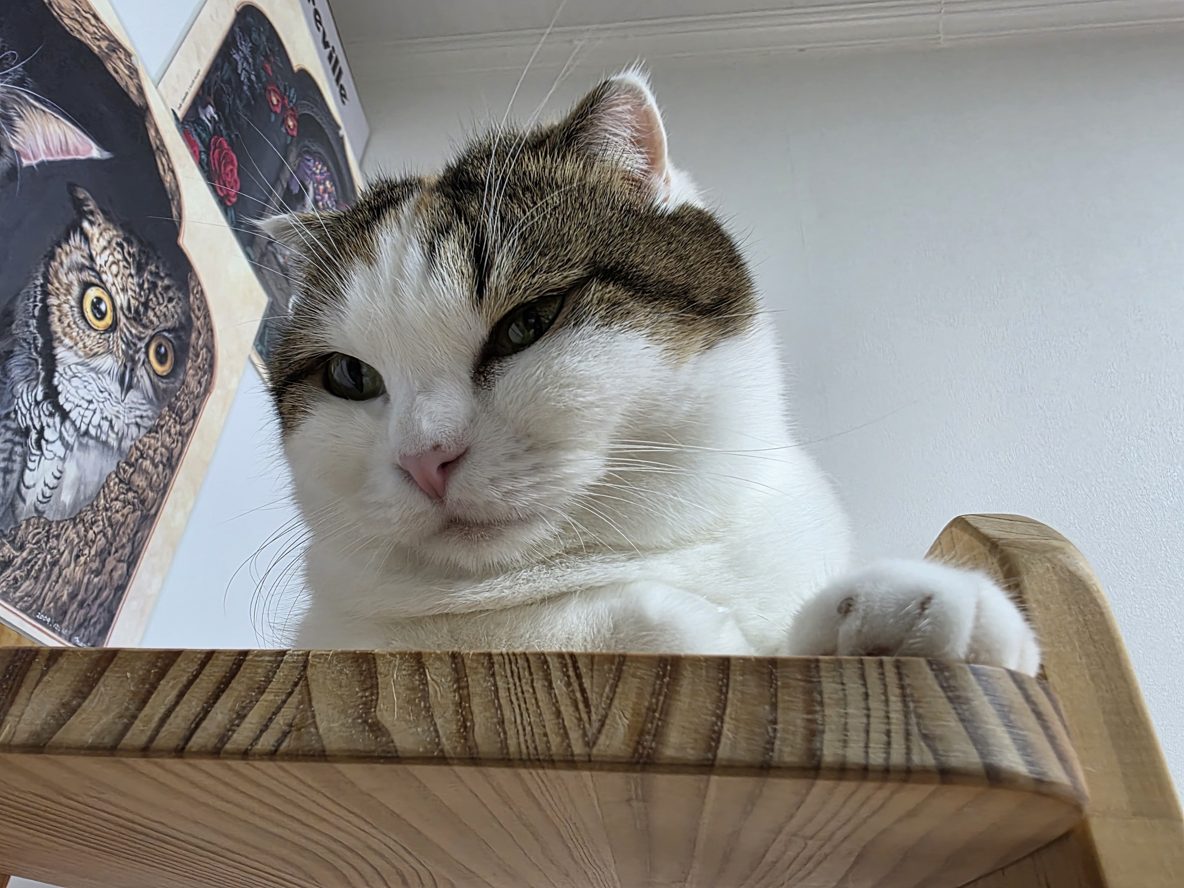 하늬(홍순이) 입양2년