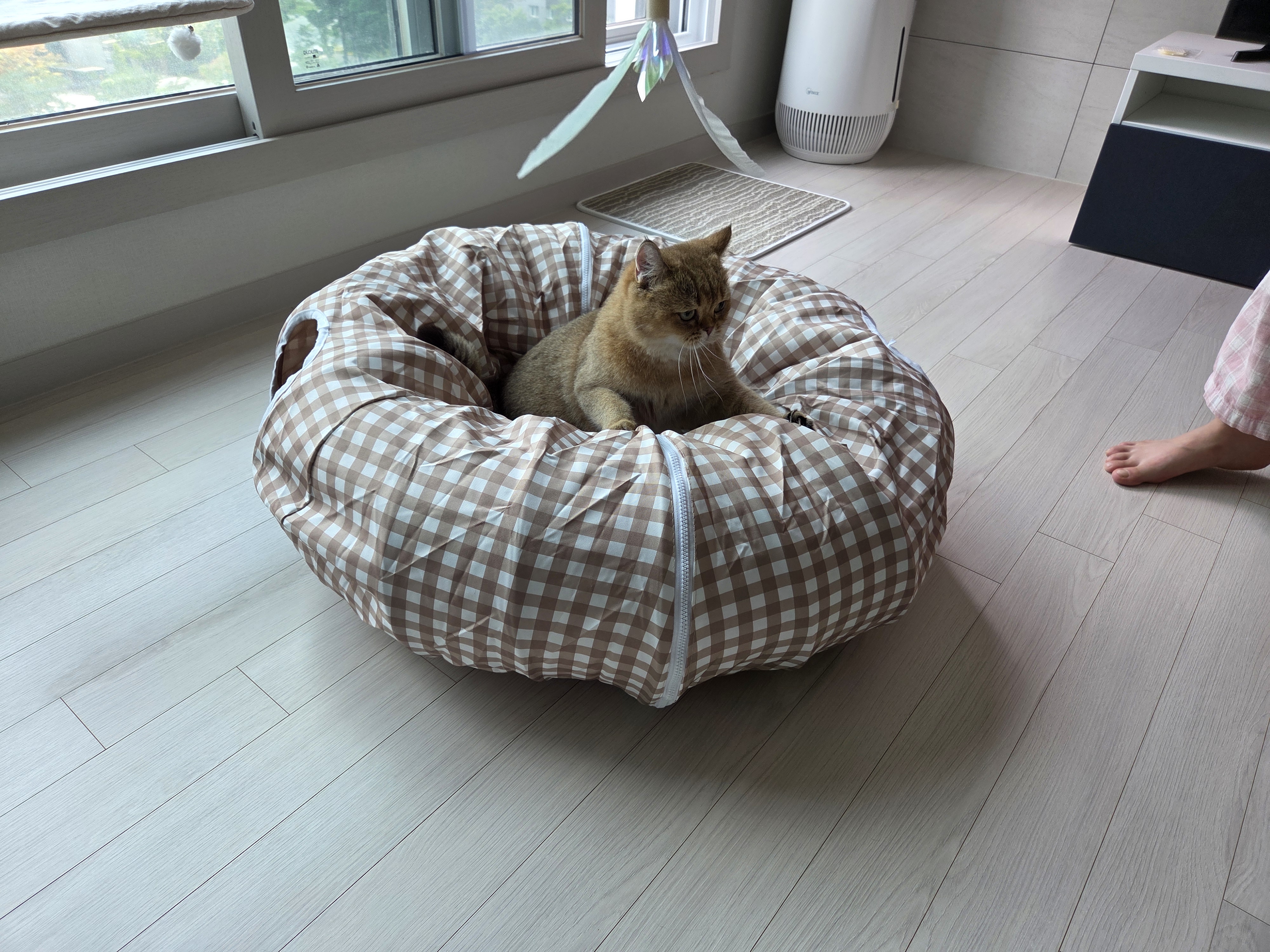 두두 (구 삼월이) 일주일 후기🧡