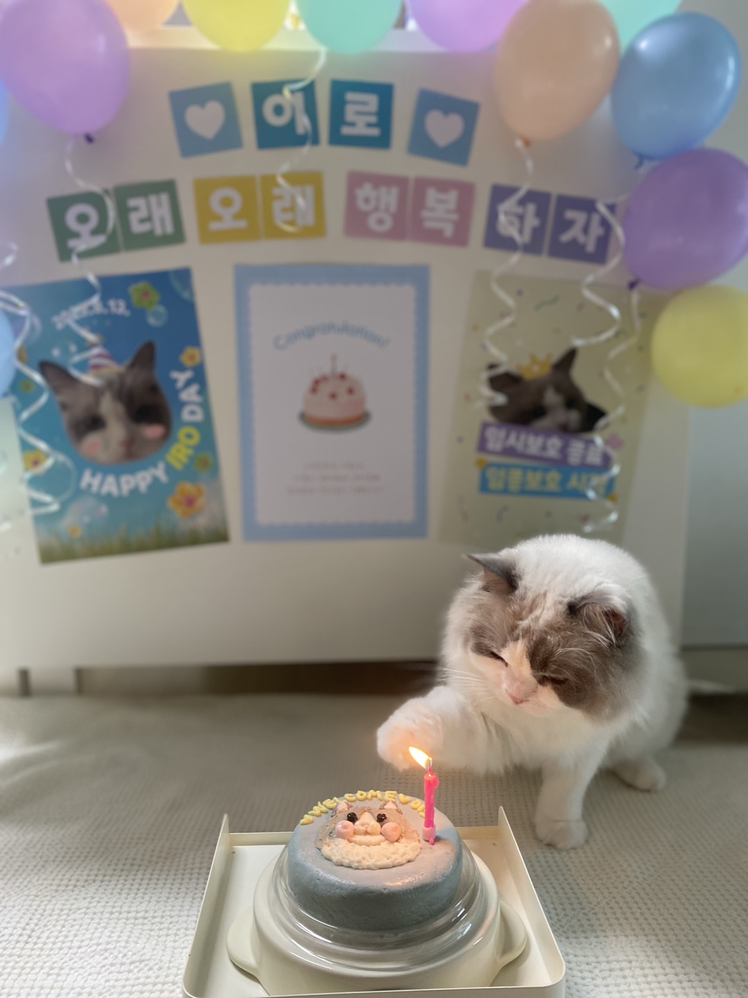 이로(우니) 입양 전제 임시보호 종료 입양 전환