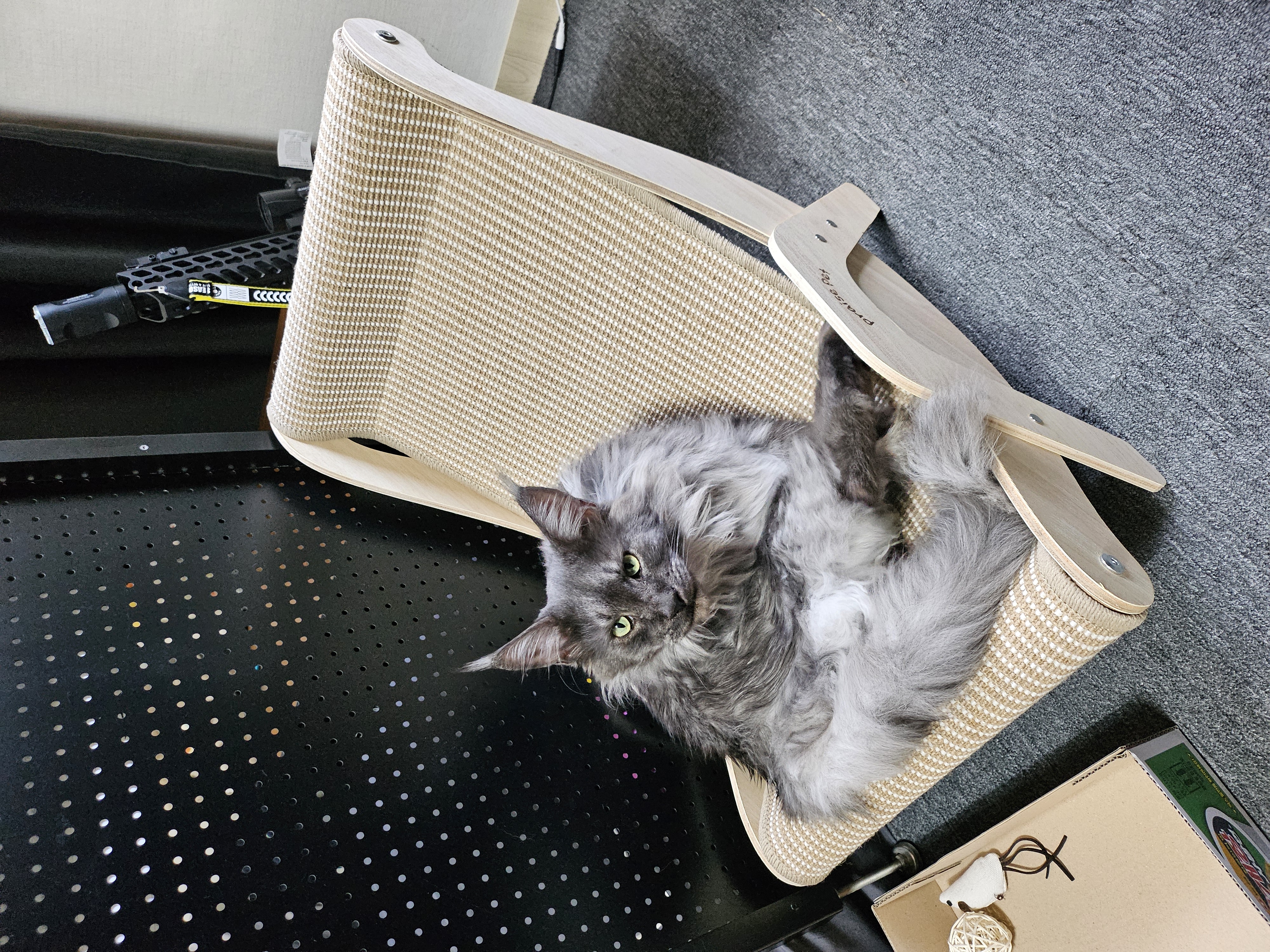 꾼이 입양 한달차