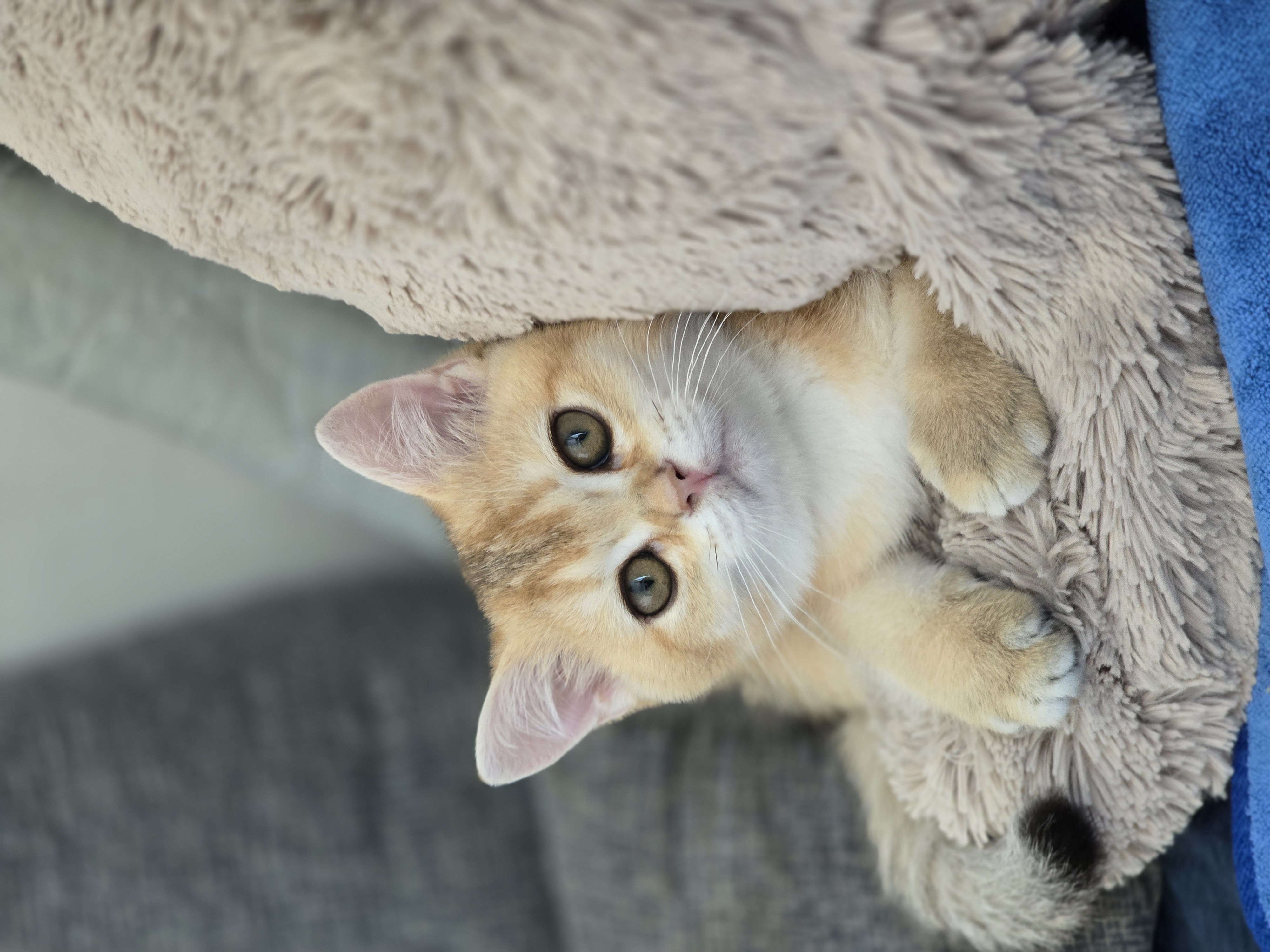 나나&무무(가필드&미가) 가족된지 한달