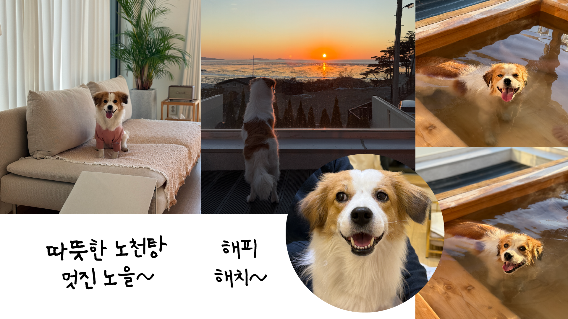 해치 입양 2년