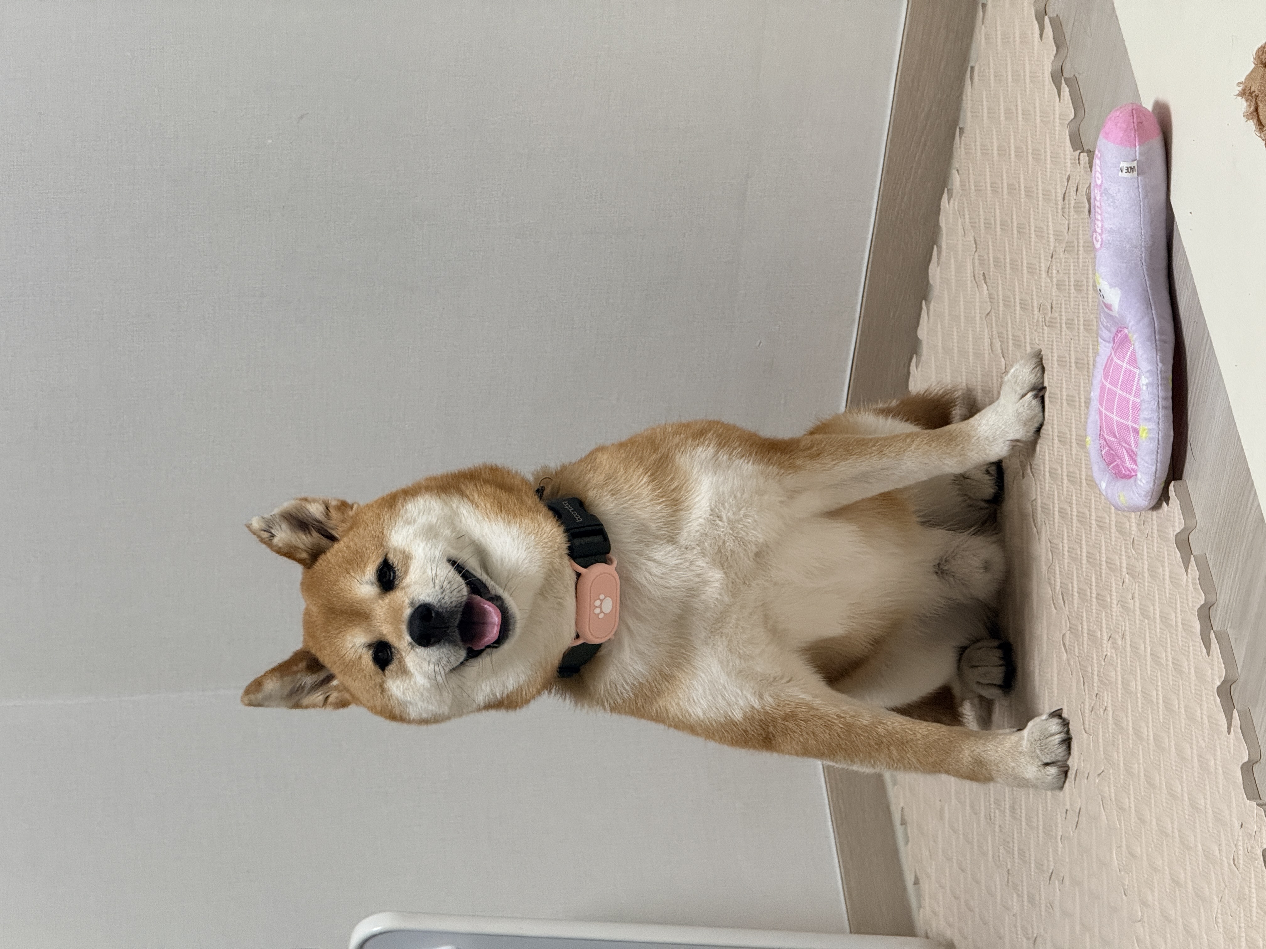 동배(쫑쫑이)와 어느덧 5개월을 함께 했습니다!