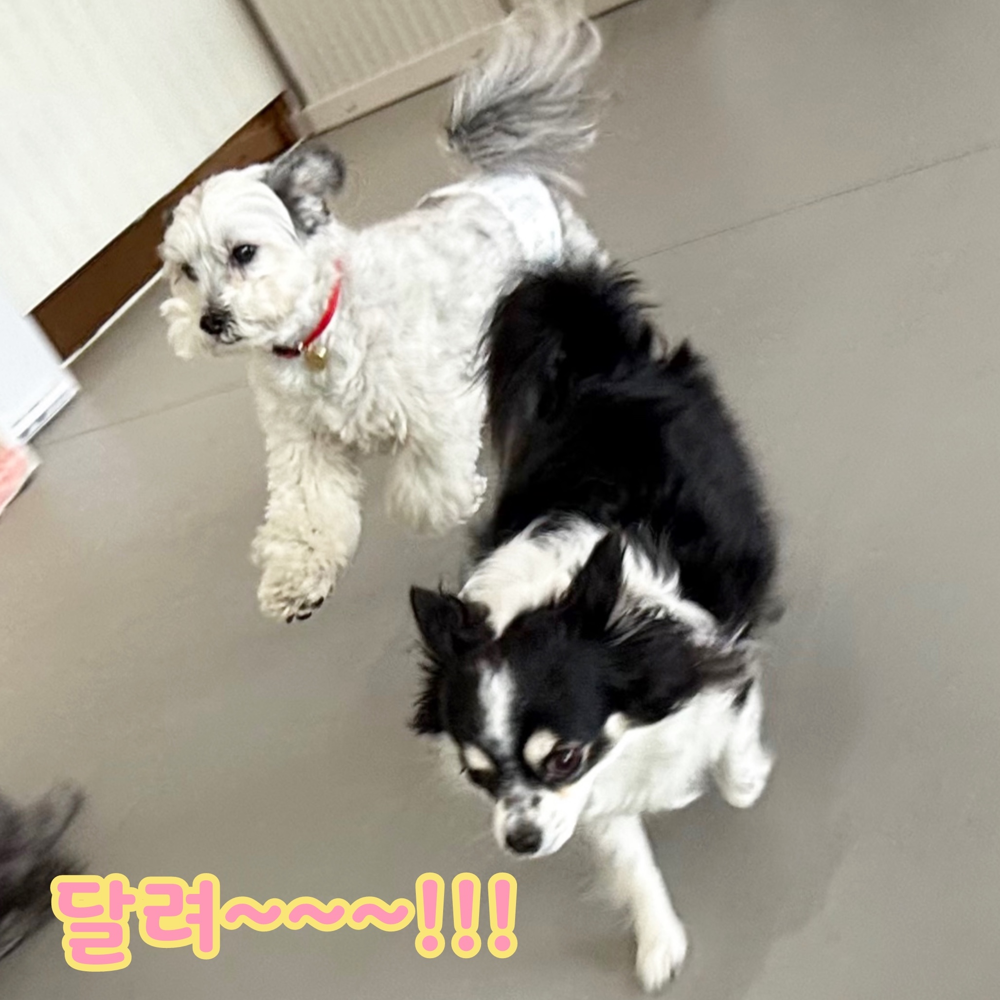 밀리(구 비뭉이) 입양 3주년 후기