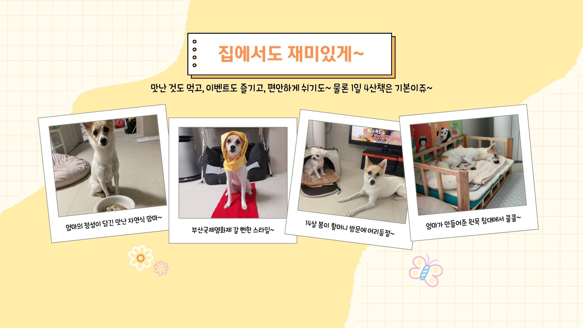 로이(달빛이) 입양 2년 이야기^^