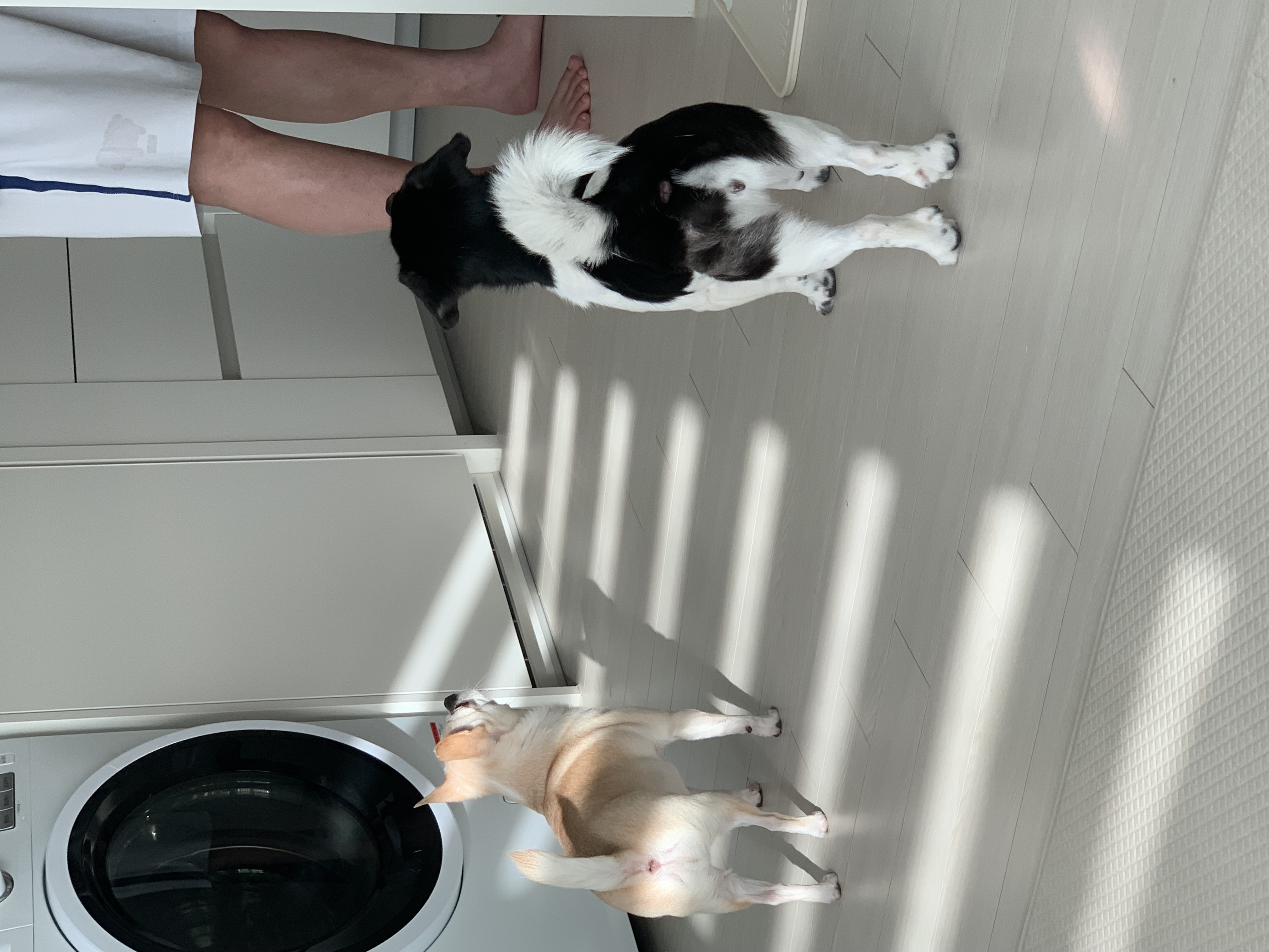 새숨이 입양전제 임시보호 한달차 후기