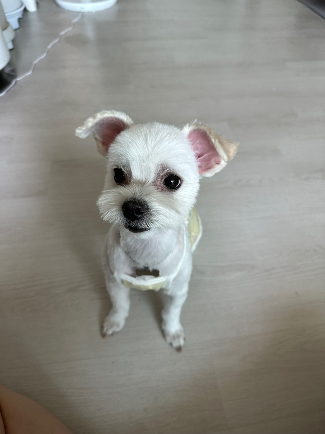 설기와 3년 잘 보내고 있습니다!!(구 오식이)