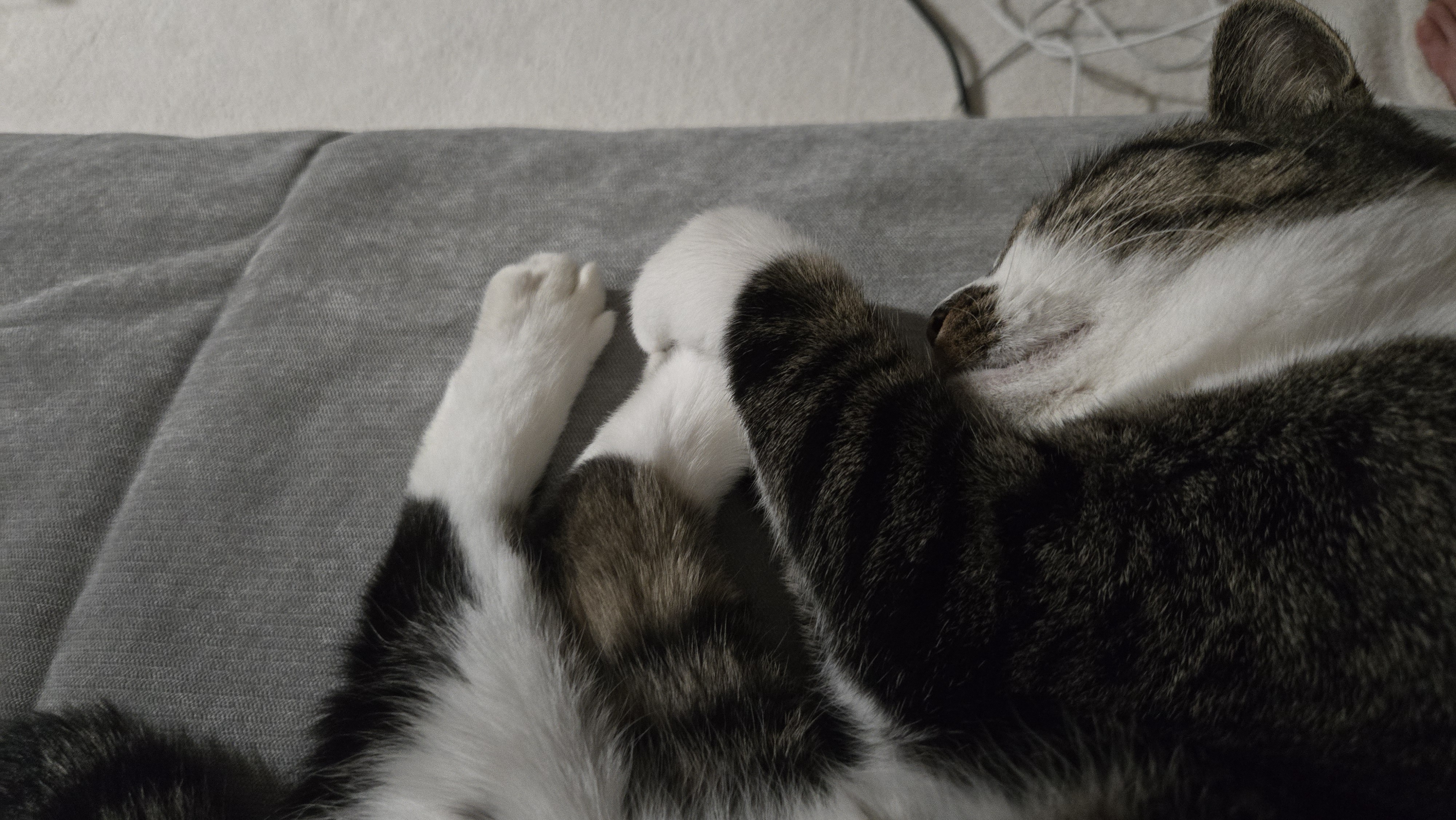 고요 입양 1주일 후기