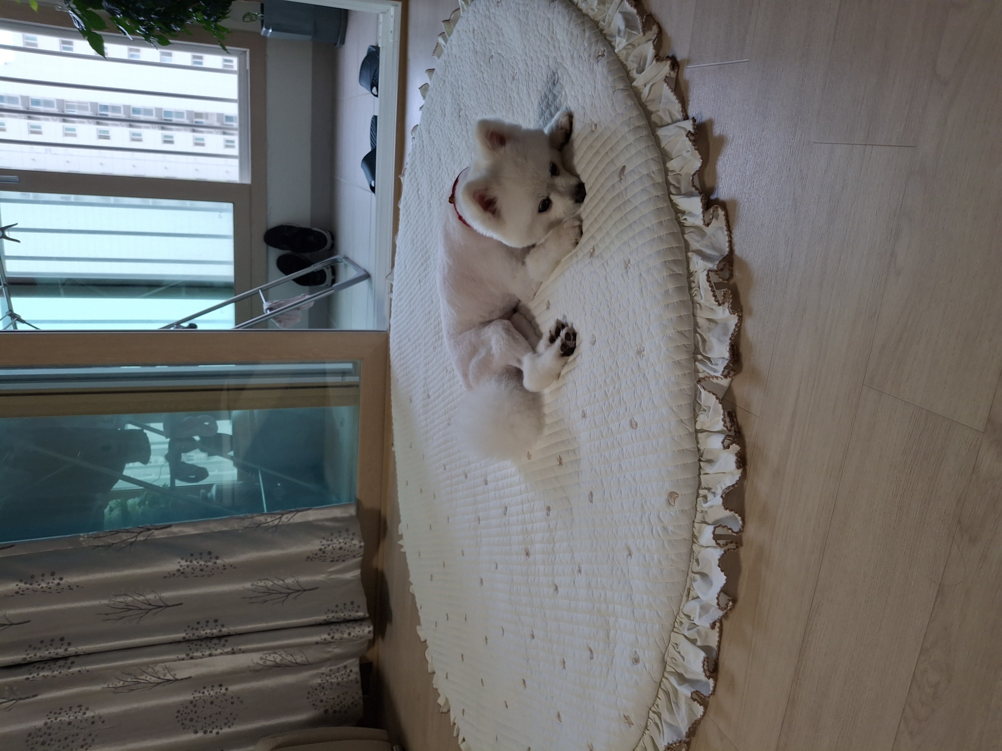 껌딱지 해피(뽀해)