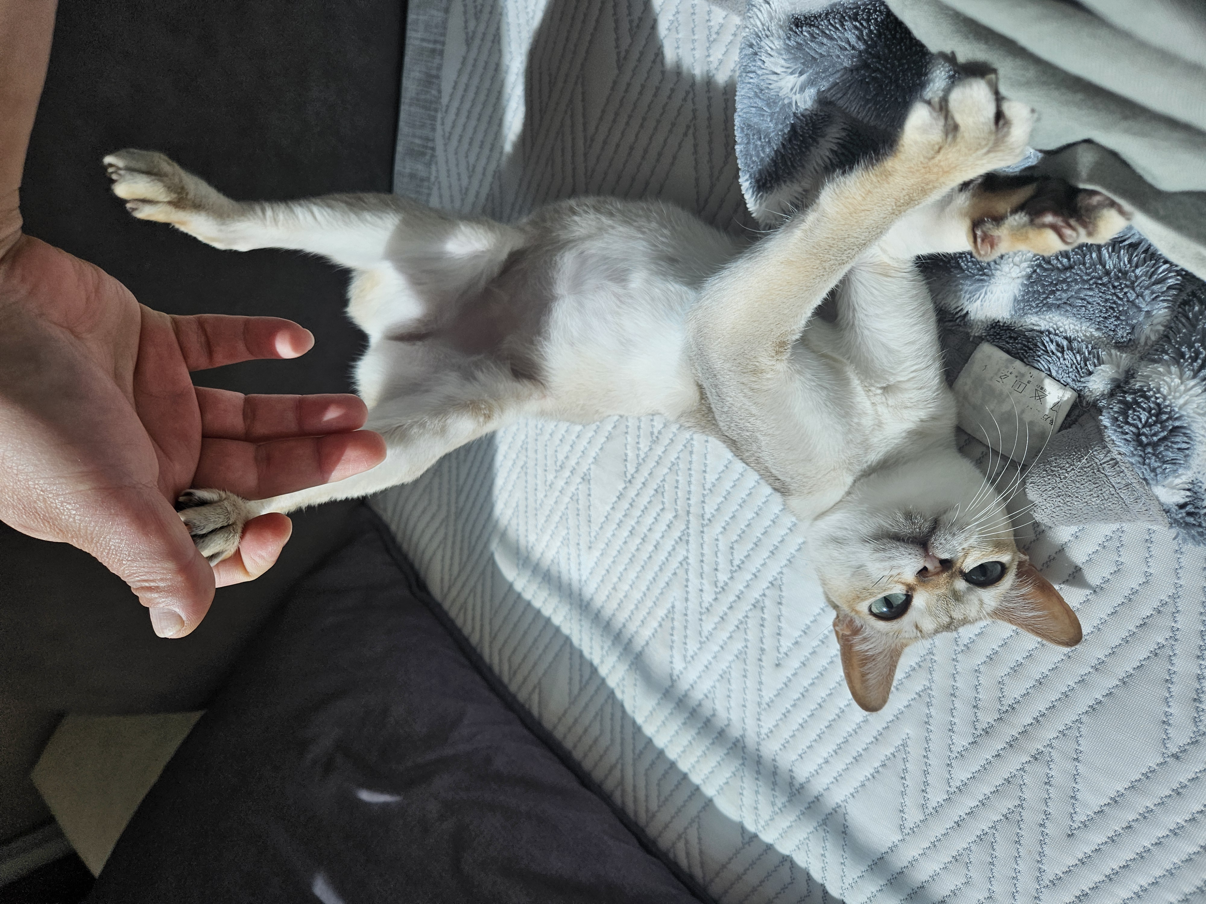 마리(저요) 뒤늦은3달차입양후기