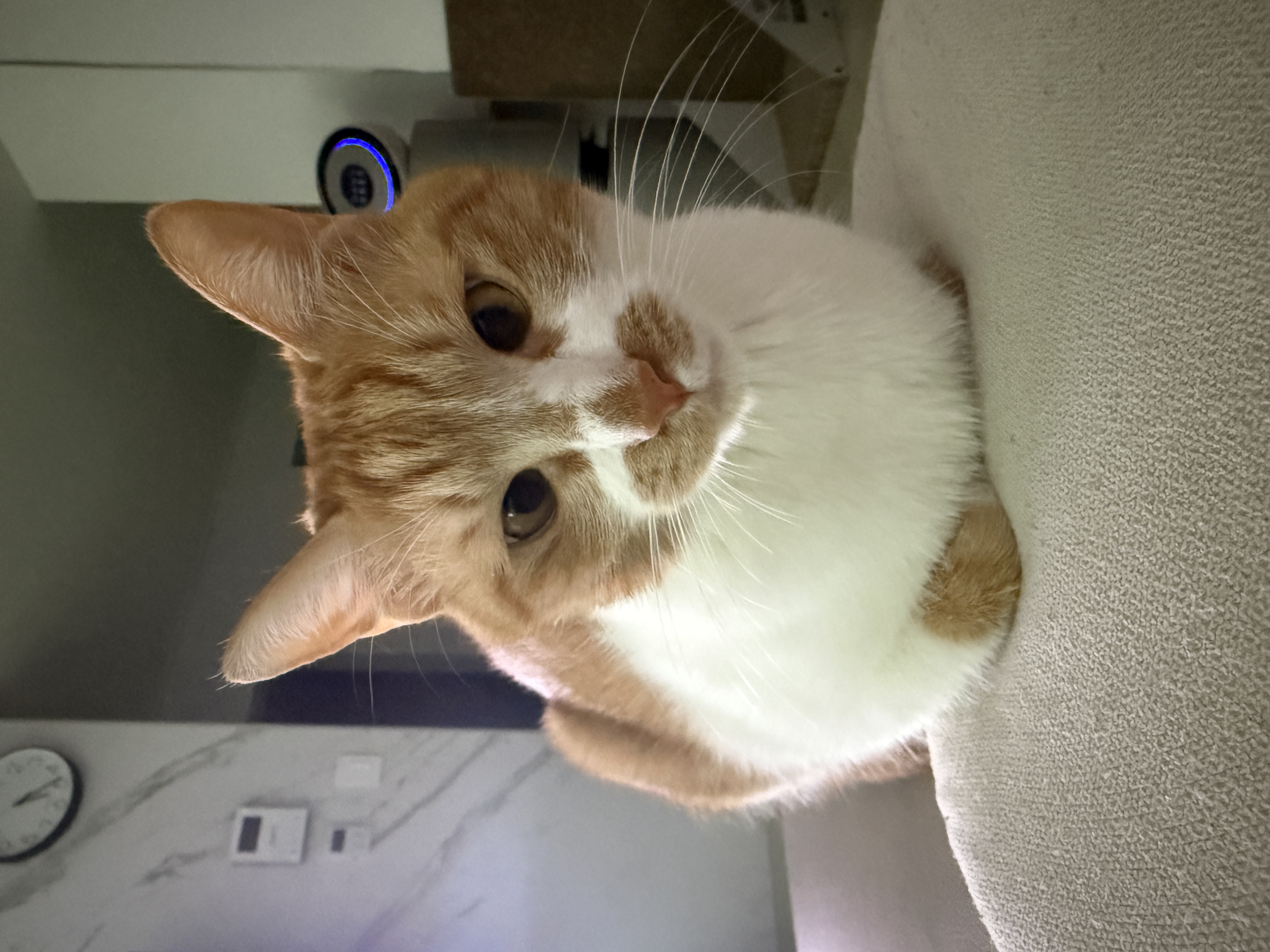 달콩이(구 달봉이) 입양 1년 후기🦁