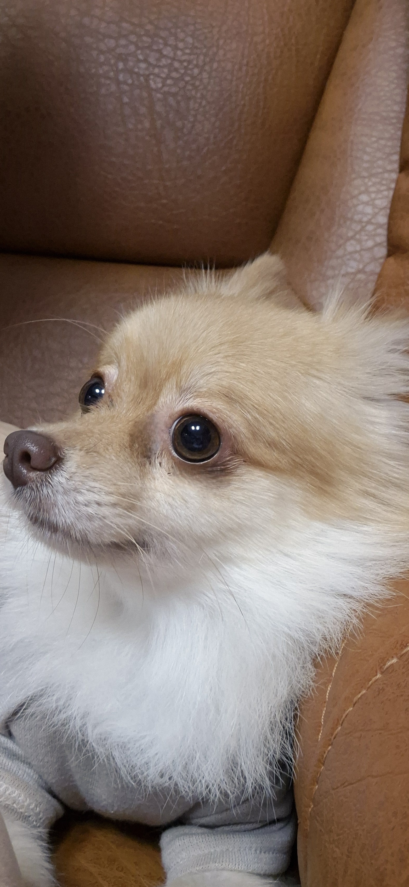 애니(여우) 입양 세 달 차