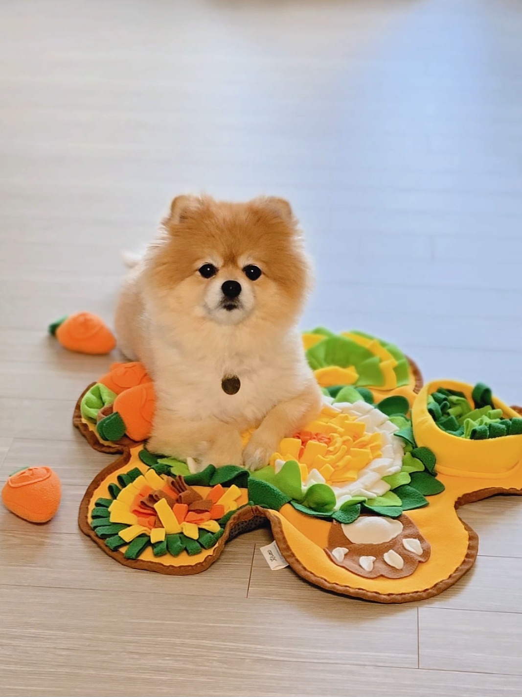 뽀심이(동식이) 입양 후 2년 후기입니다!!