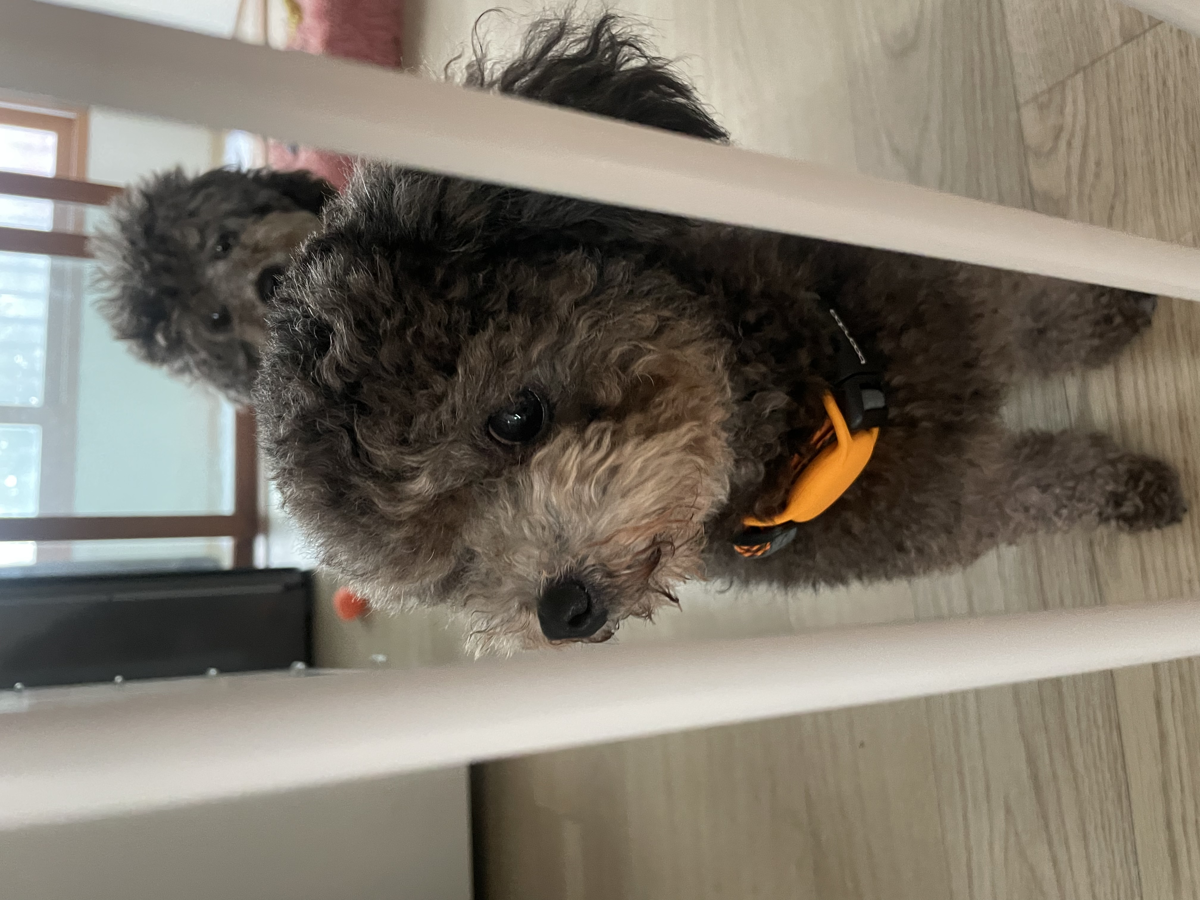 모리 입양 & 모찌 (이전 지그) 임시보호 후기 입니다.