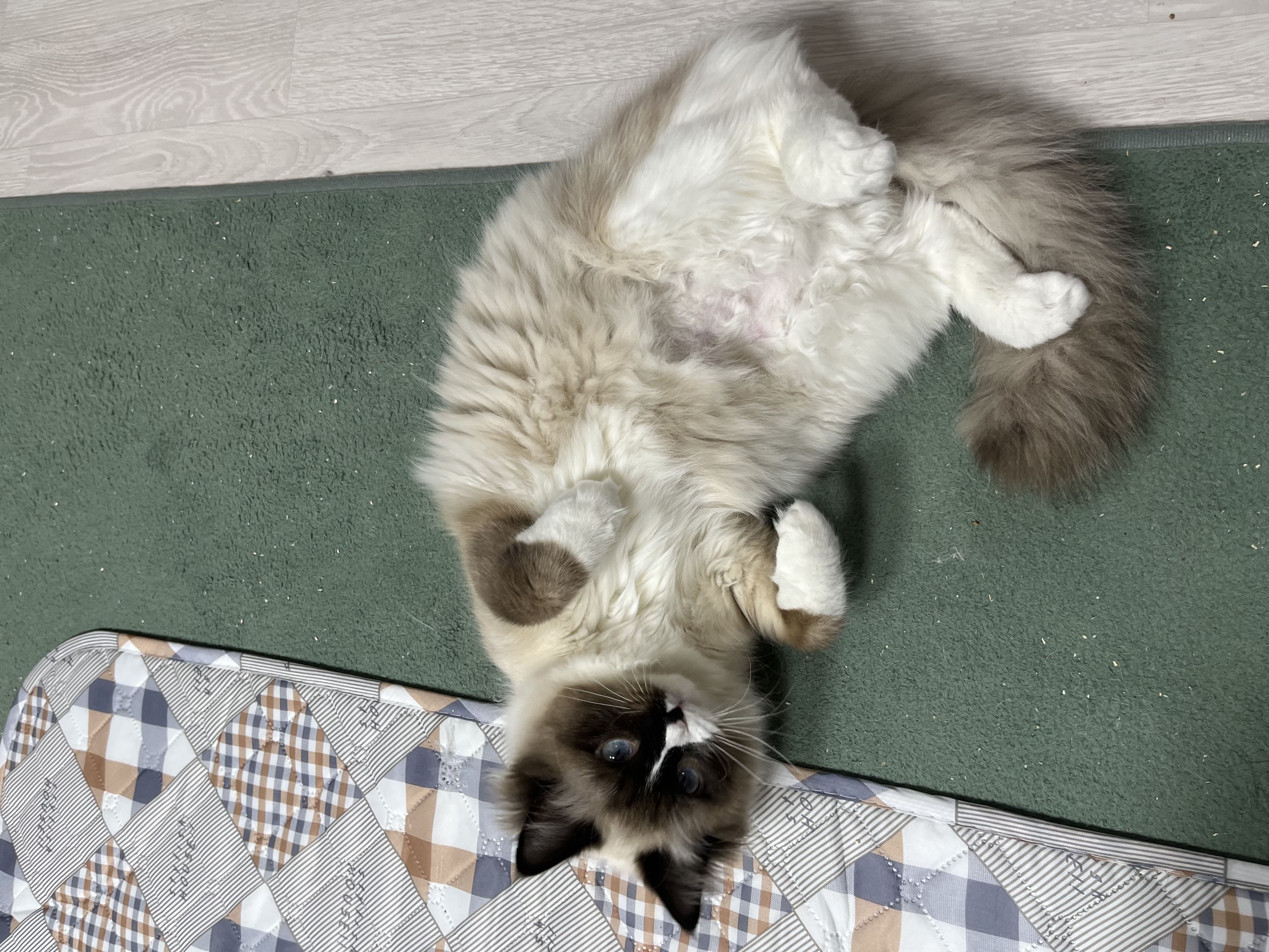 나는 산호 청소년 고양이에요