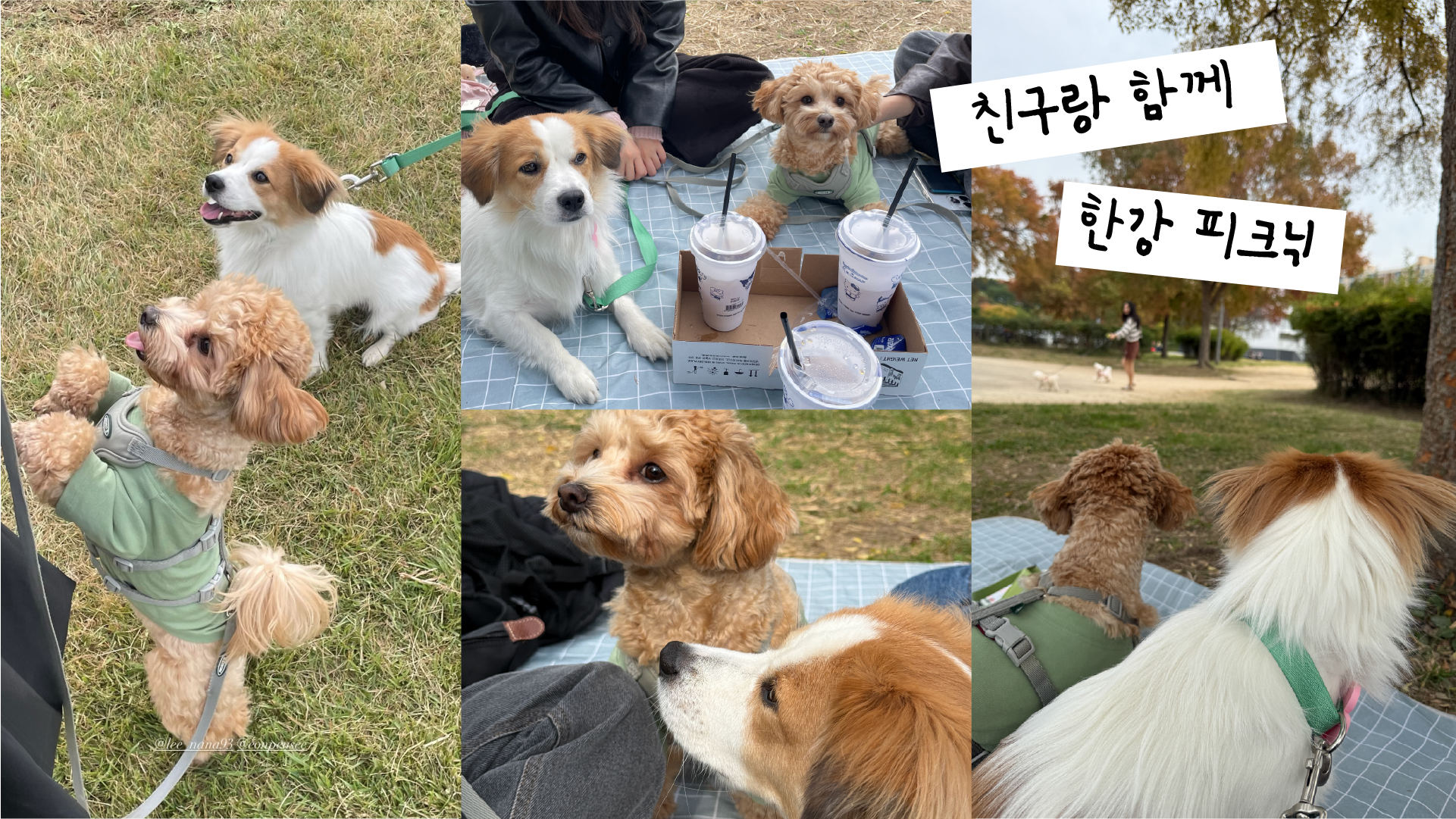 해치 입양 2년
