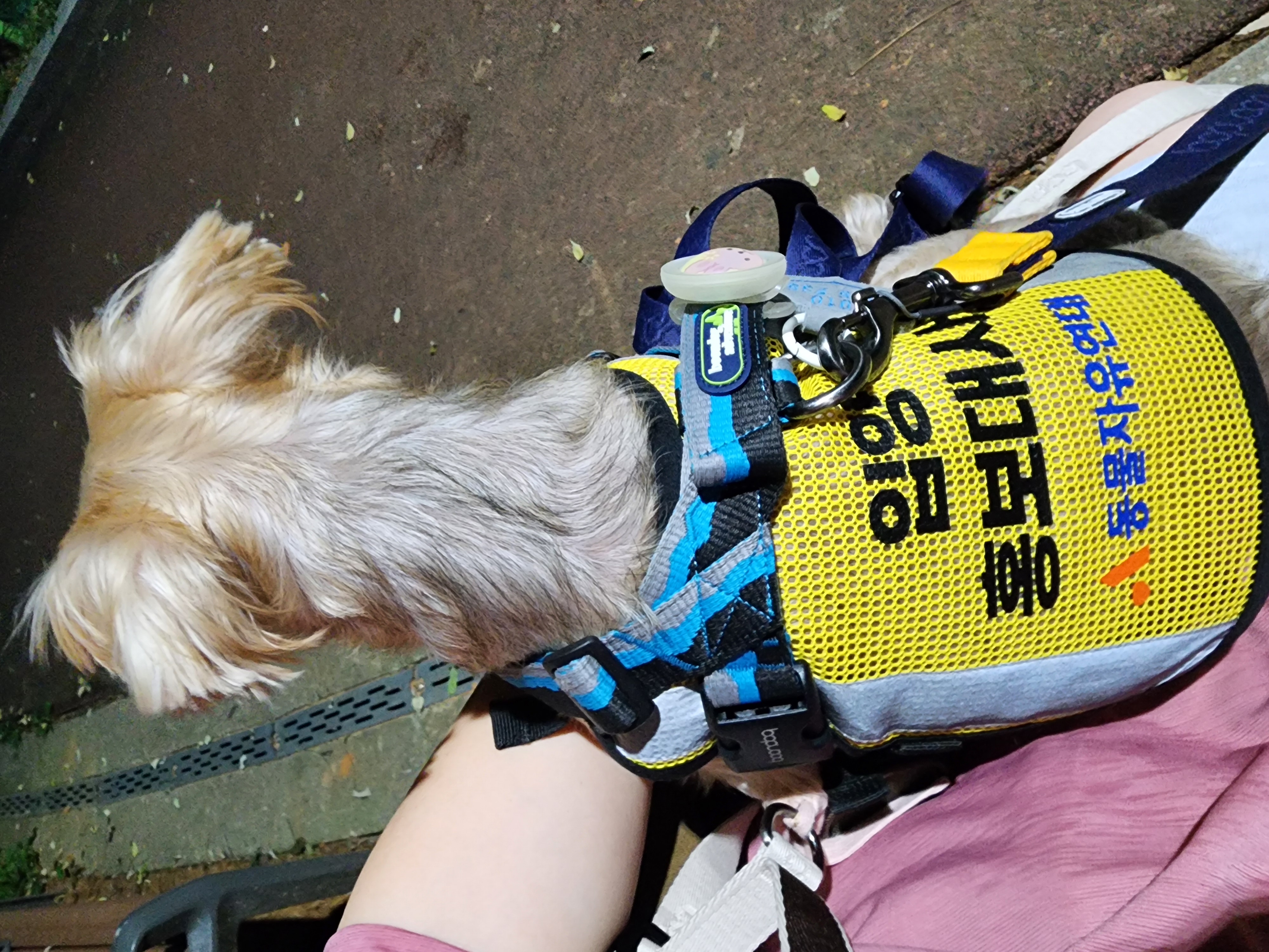 ^^ 프림이 건강도 좋아지고 루키랑 같이 집생활 잘 하고 있어요.