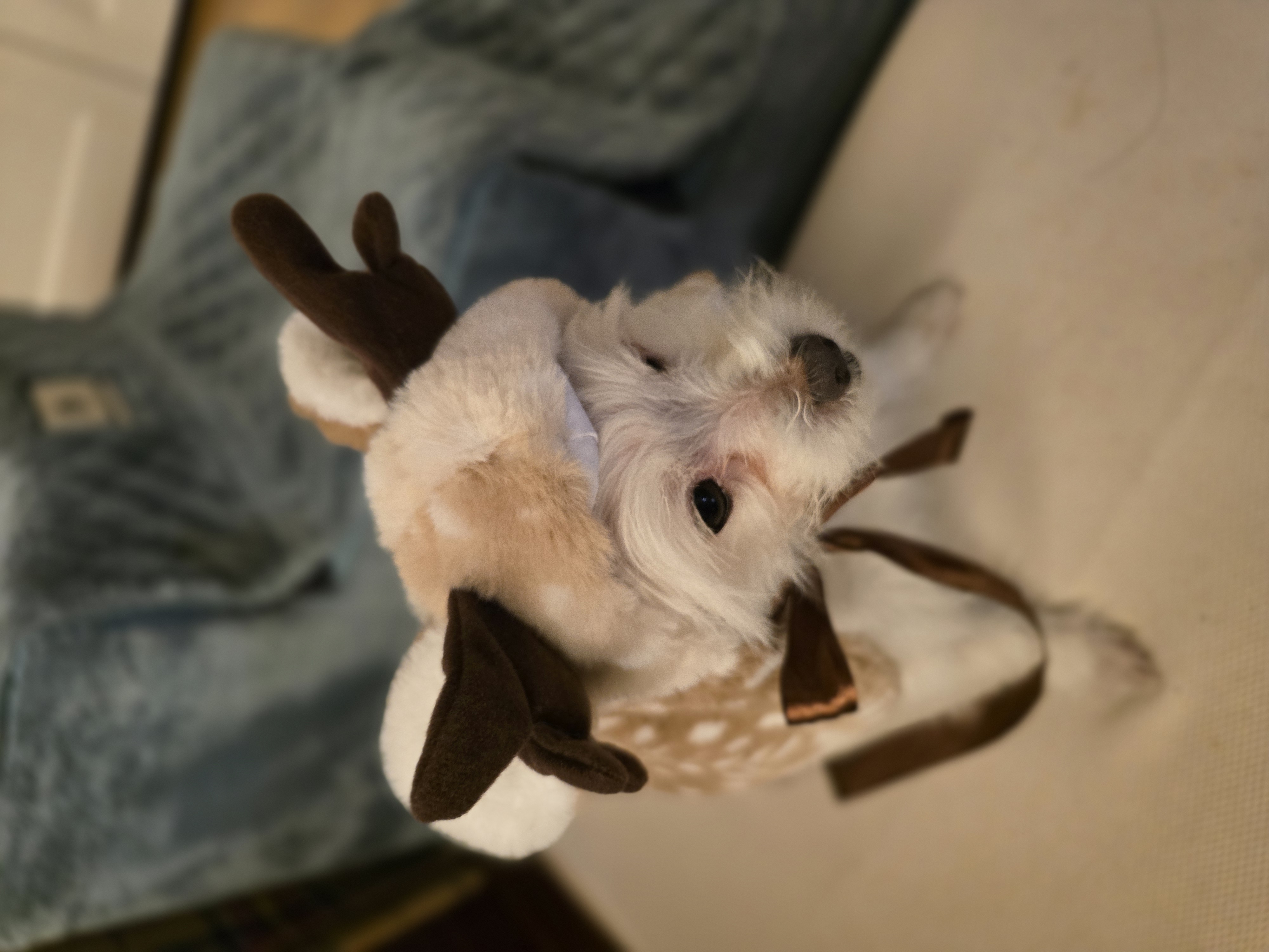 귀요미 익순이 일상