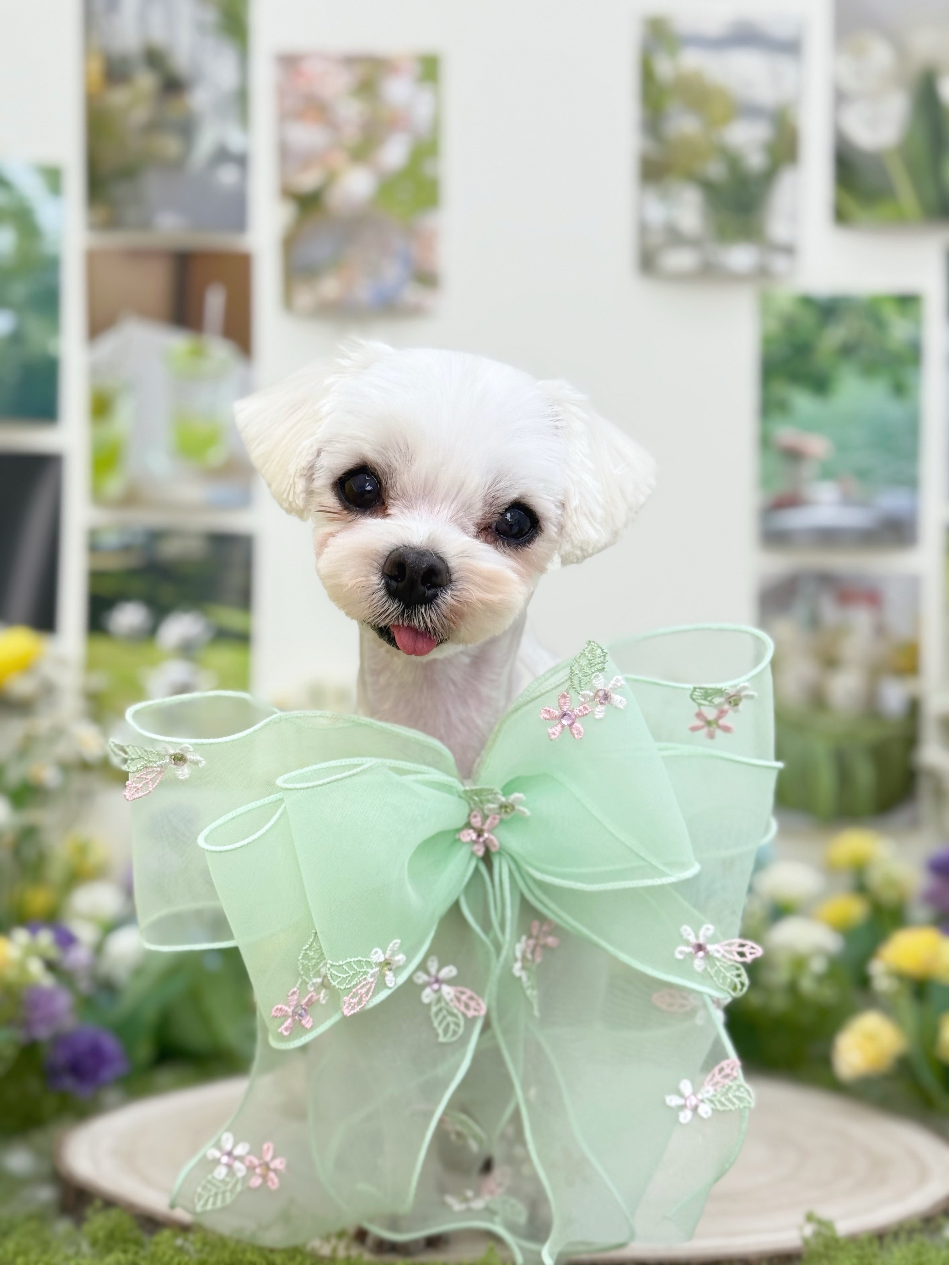 츄츄와 함께하는일상