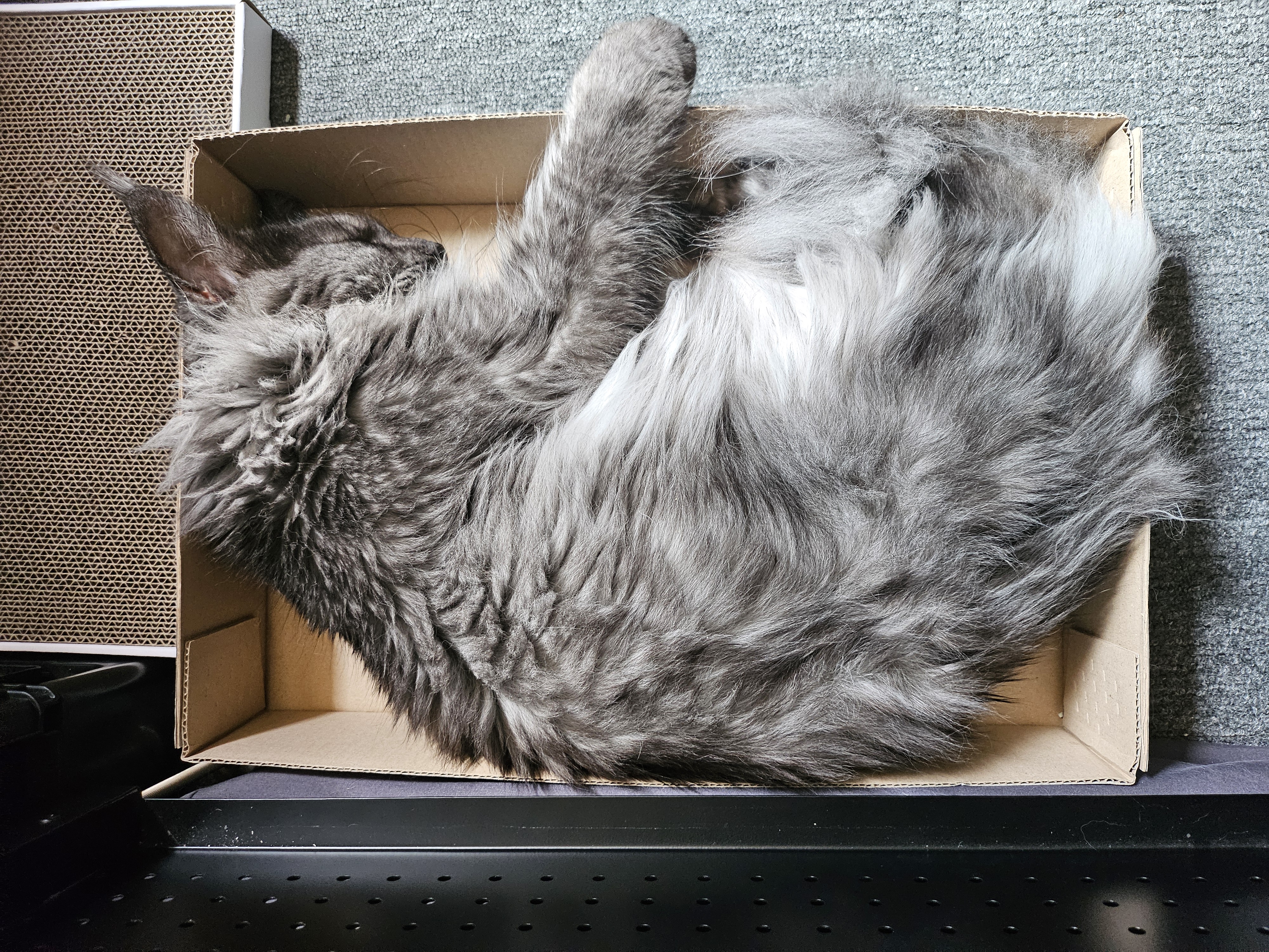 꾼이 입양 한달차