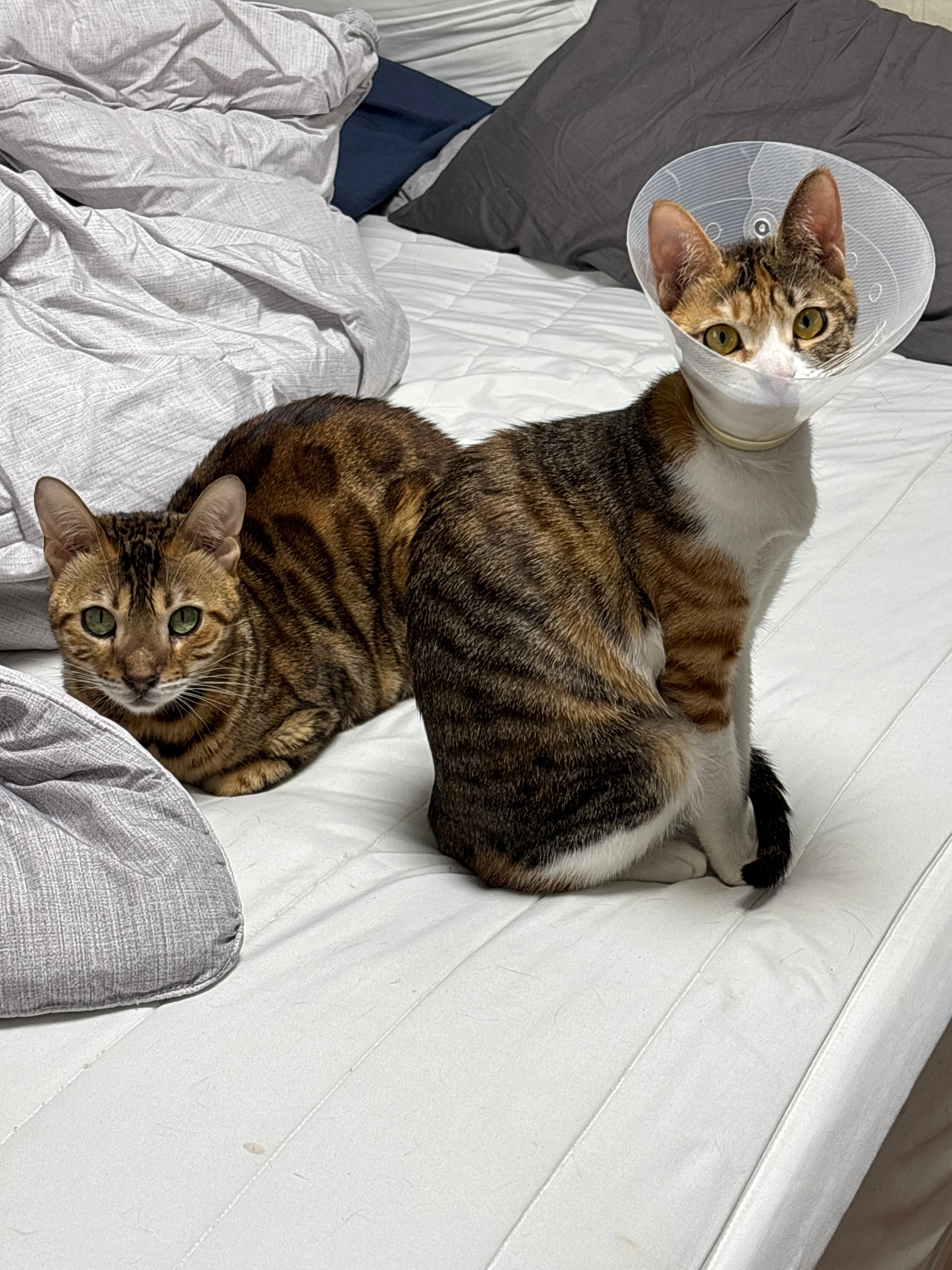 별기 입양 3개월 후기 