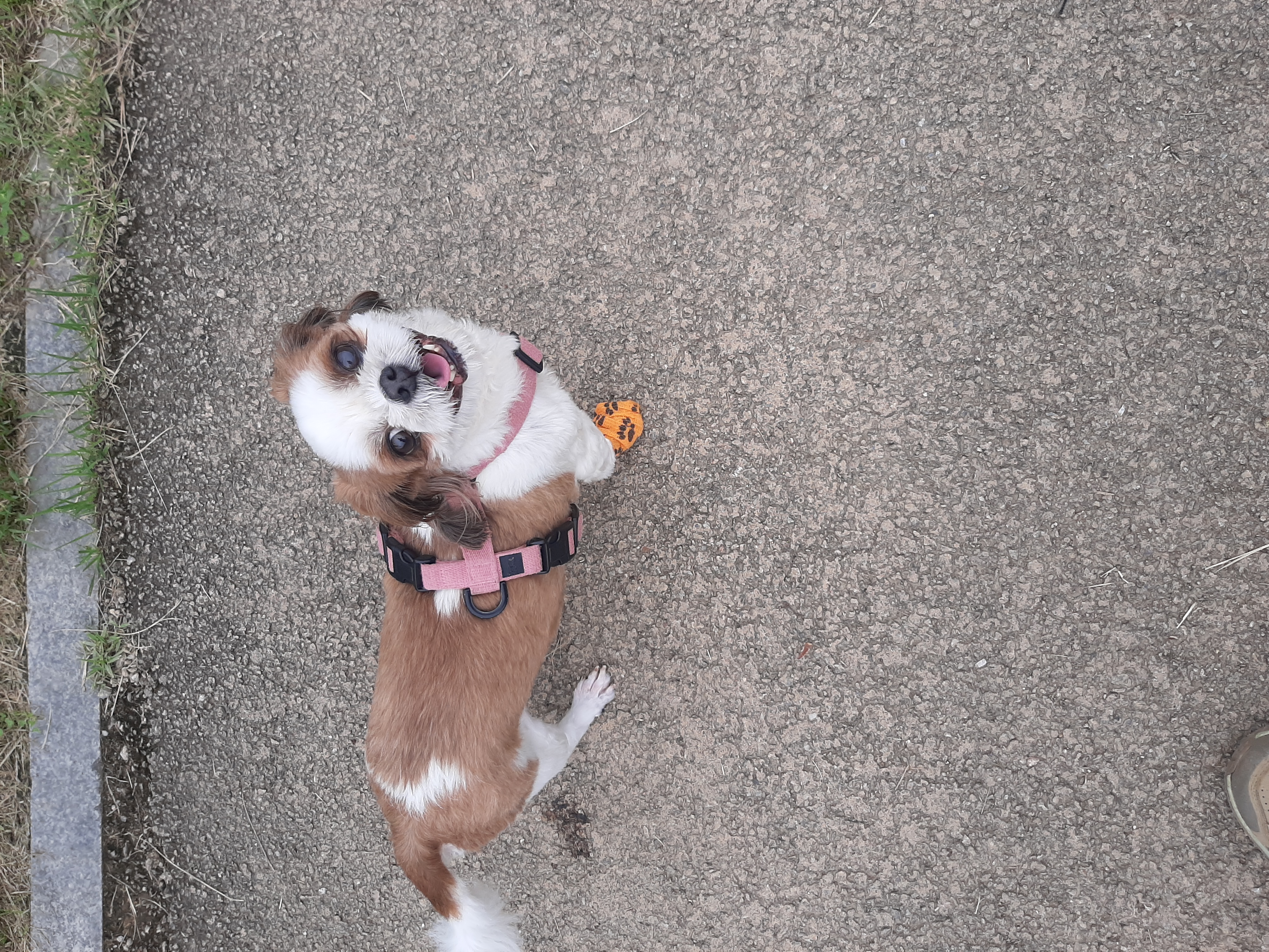 뽀야 예쁘게 잘 살고있어요