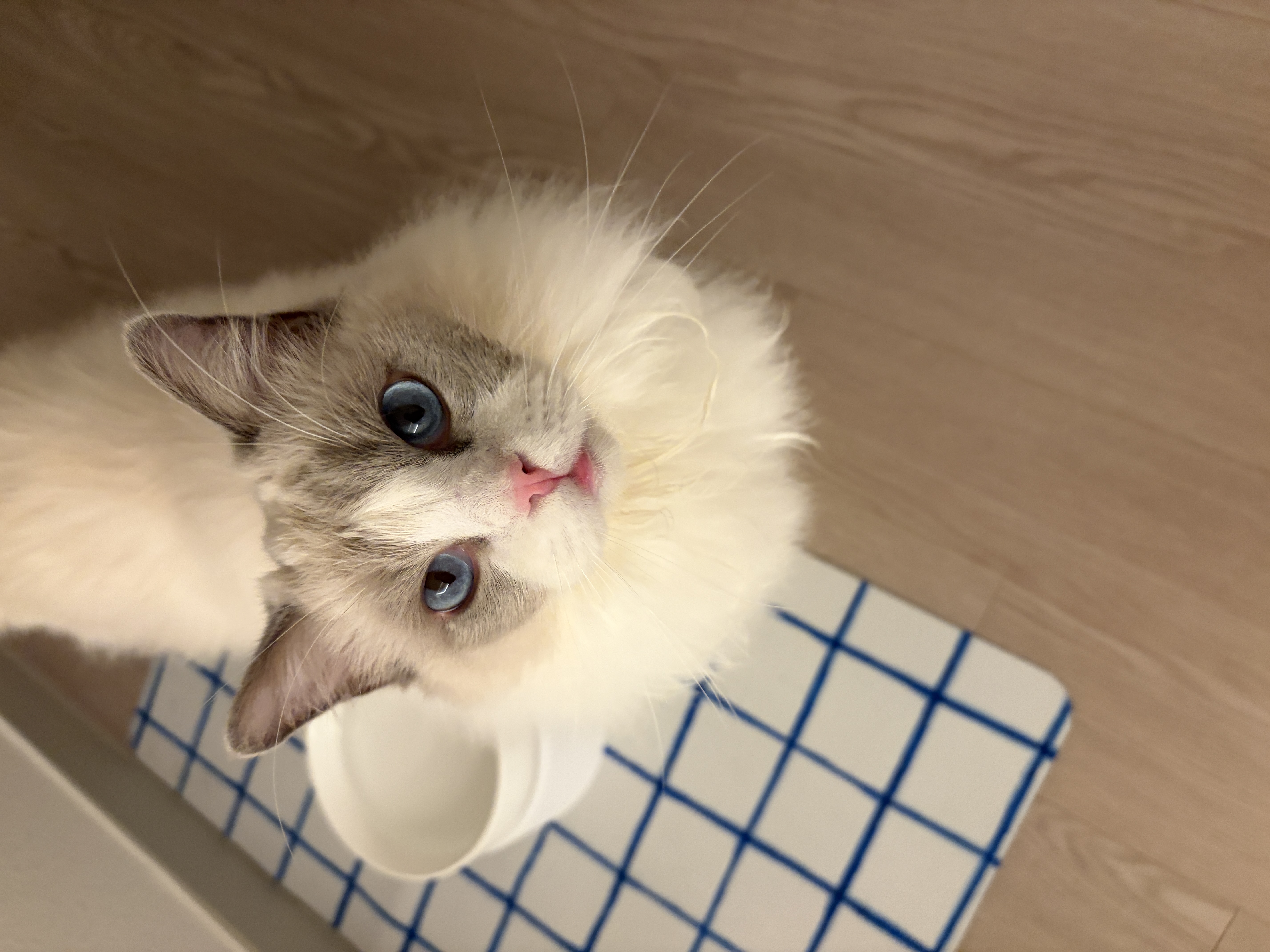 샤샤&라라 aka 샤랄라 시스터즈 1개월 후기 (구 라푼젤 에리얼)