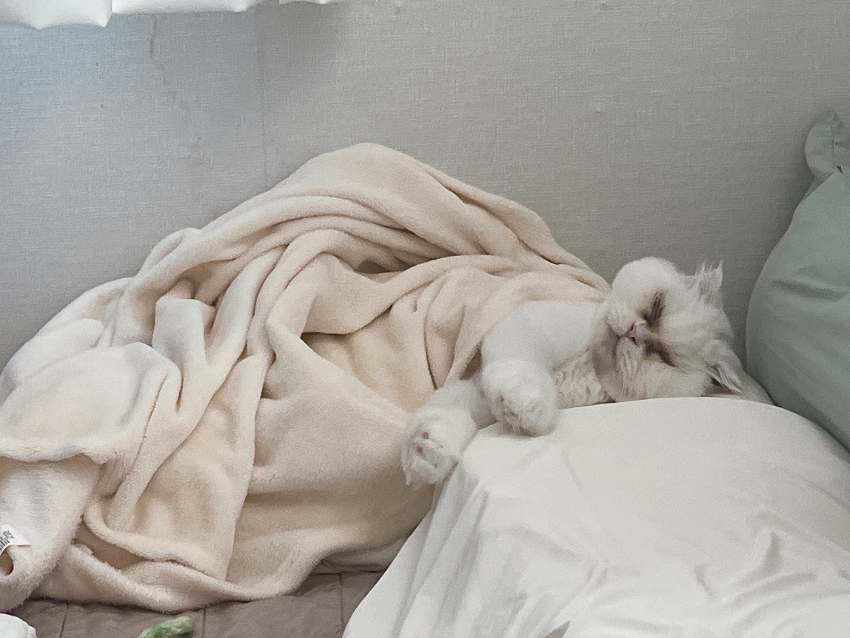 샤브(퉁퉁이)와의 1년