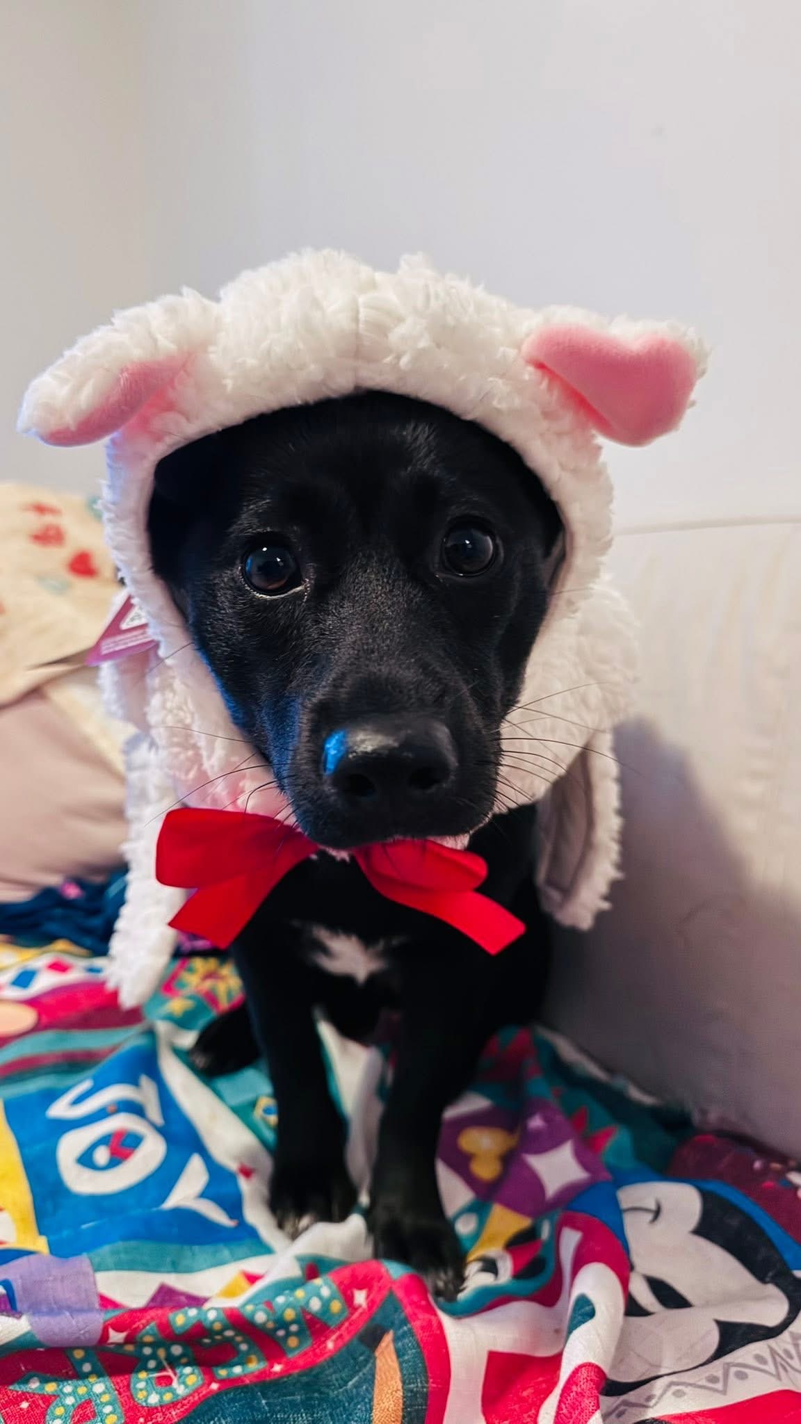 [해외입양] 캐나다 토론토에서 전해온 '대콩이' 소식💌