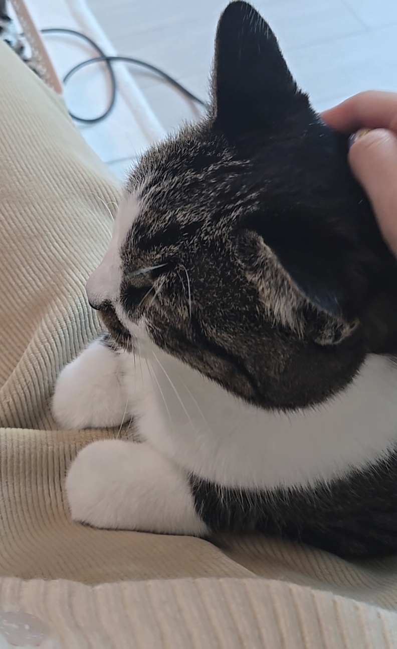 고요 입양전제임보 1개월 후기